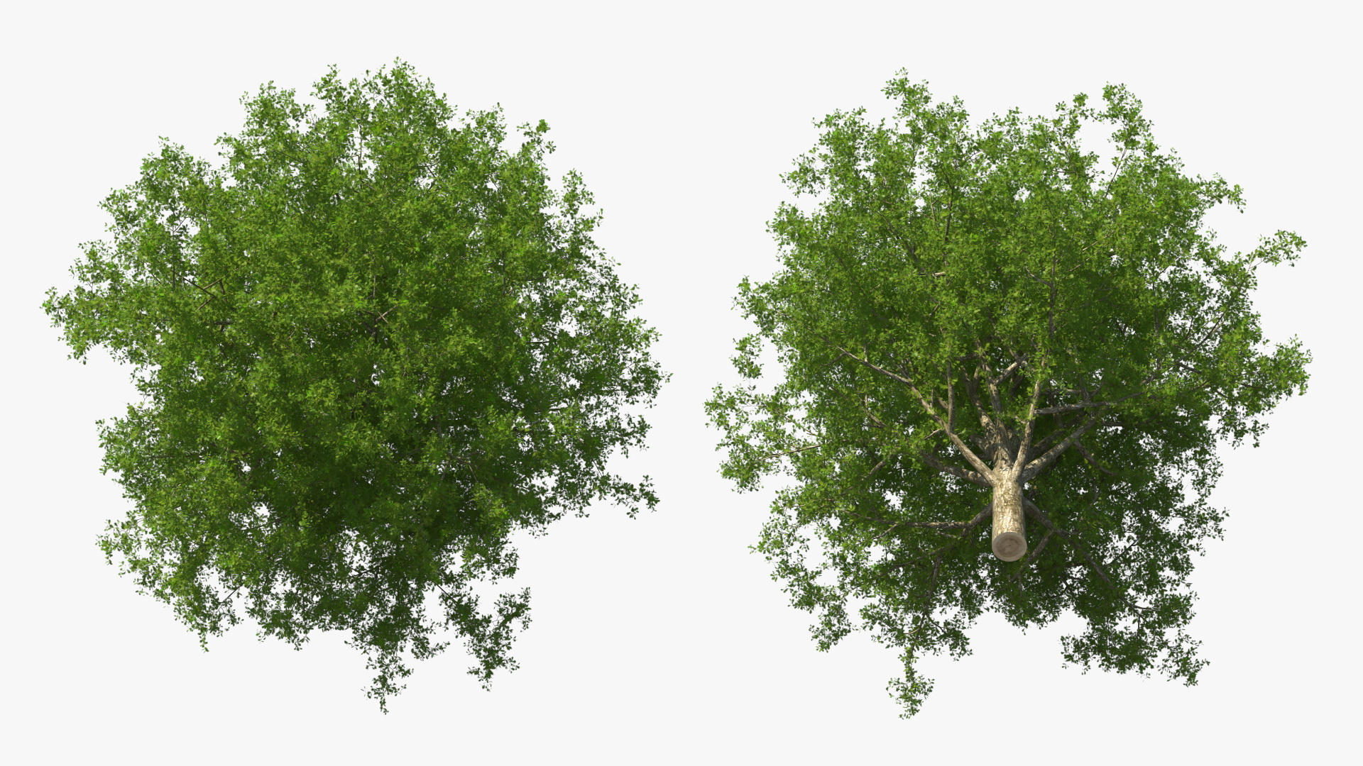 3D Realistic Oak Tree model
