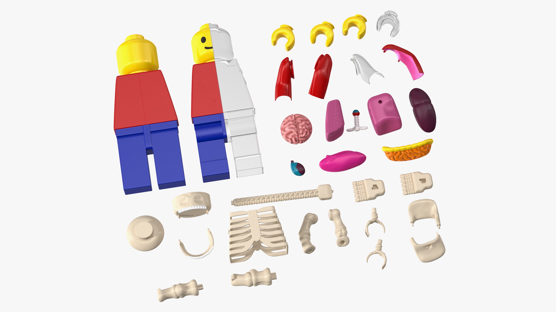 Anatomical LEGO Man Details 3D