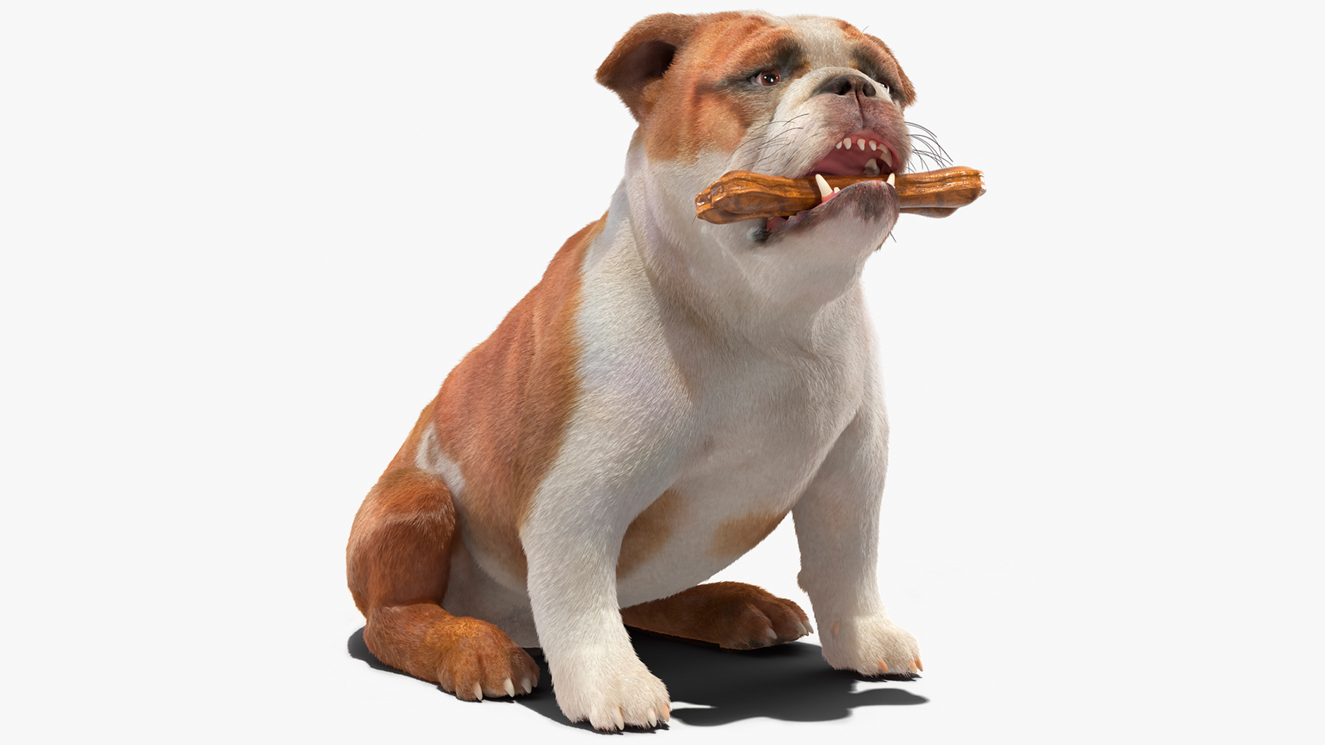 Bulldog with a Chewing Bone in His Mouth Fur 3D model