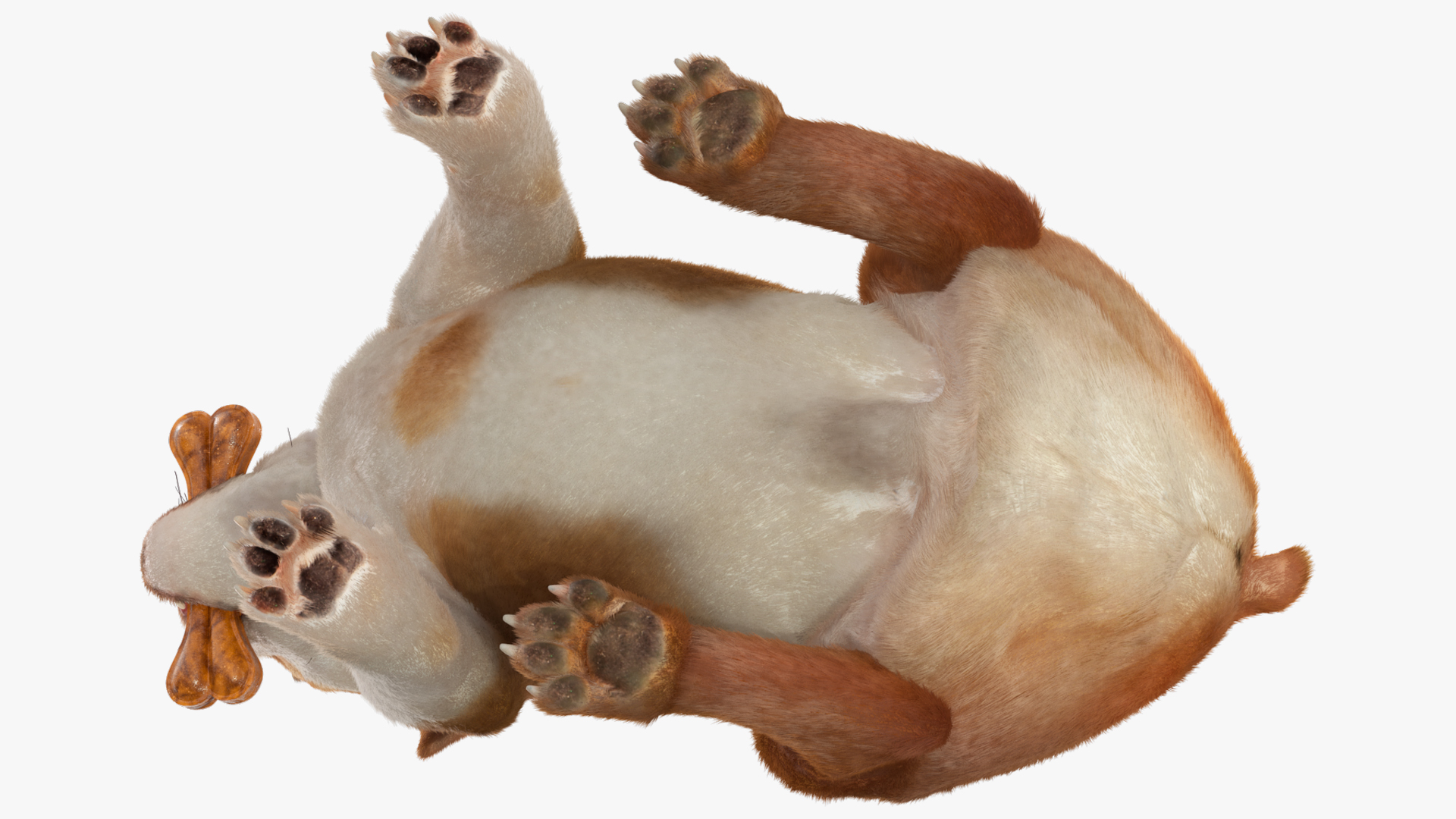 Bulldog with a Chewing Bone in His Mouth Fur 3D model