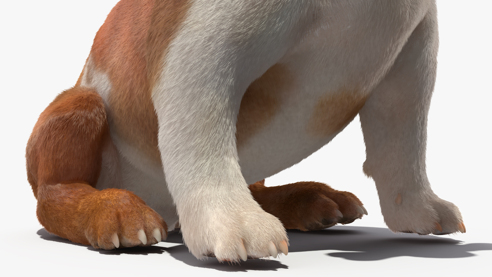 Bulldog with a Chewing Bone in His Mouth Fur 3D model