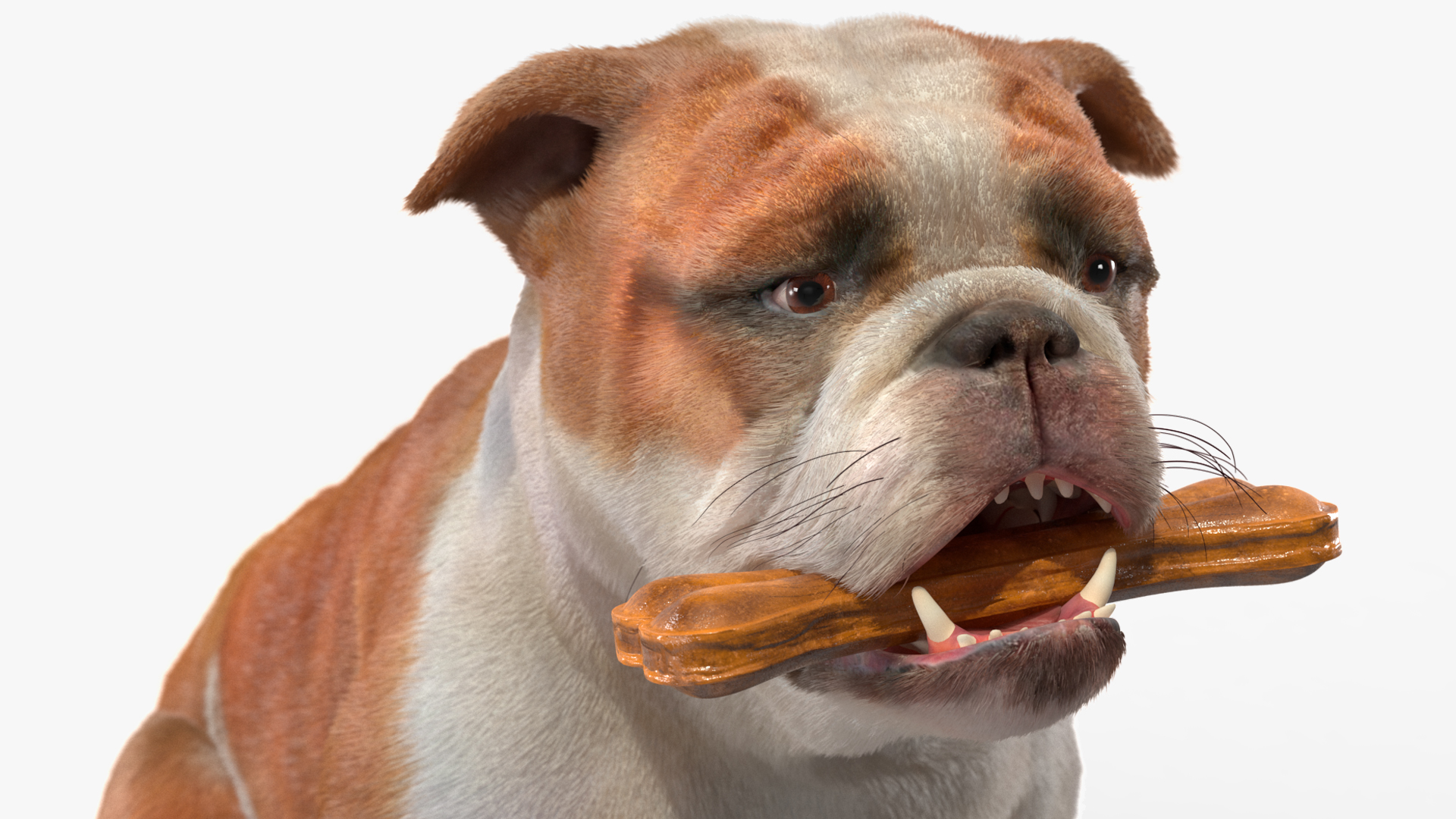 Bulldog with a Chewing Bone in His Mouth Fur 3D model