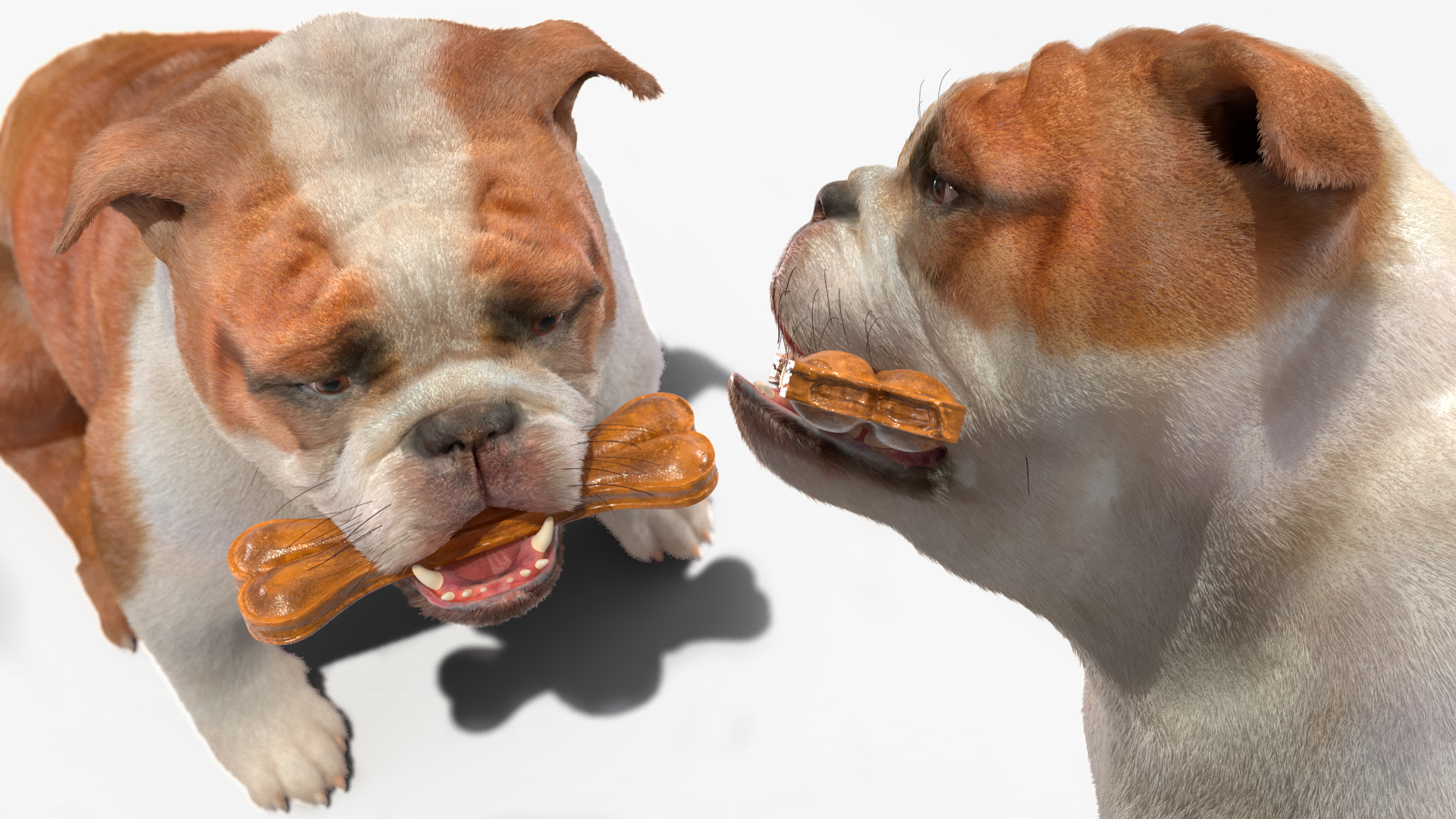 Bulldog with a Chewing Bone in His Mouth Fur 3D model