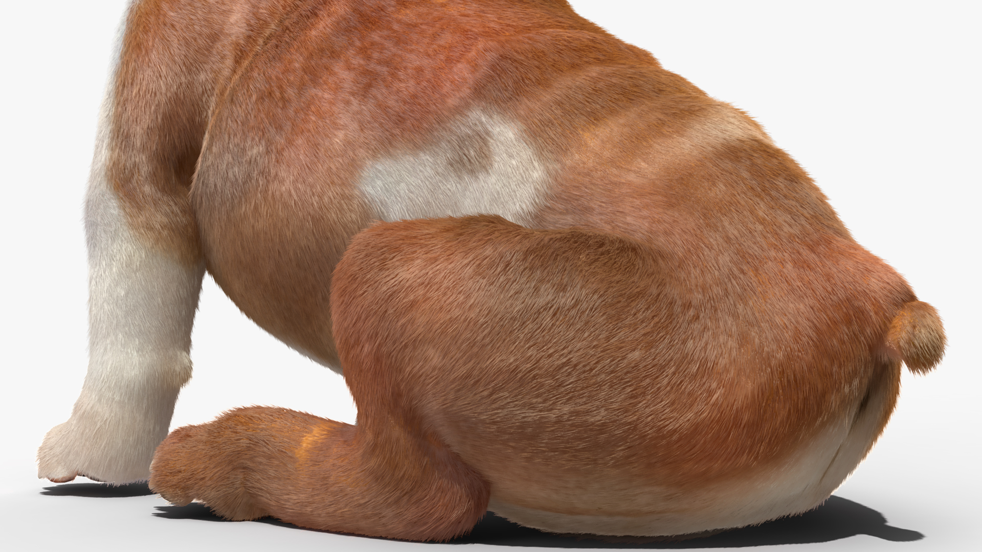 Bulldog with a Chewing Bone in His Mouth Fur 3D model