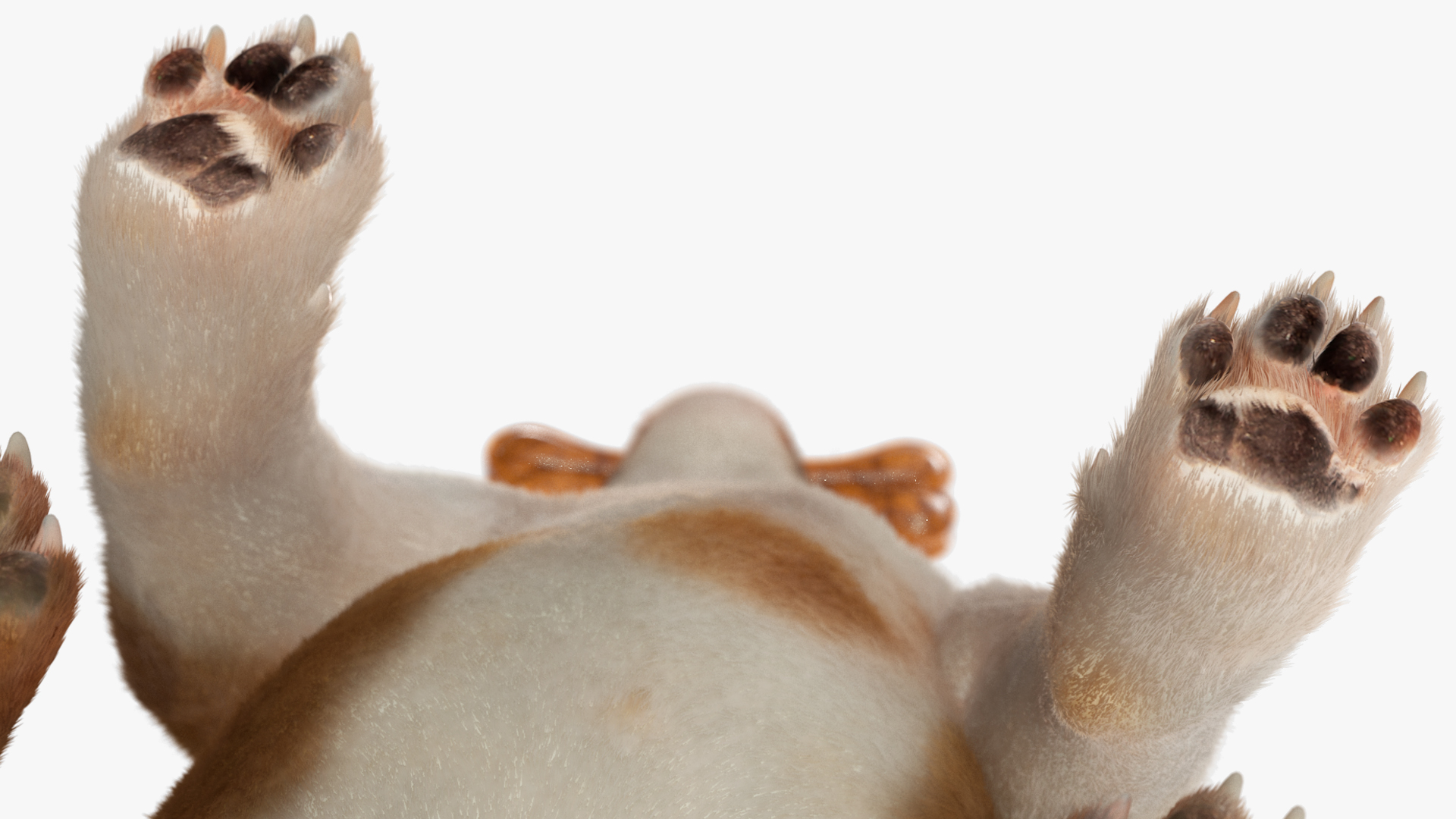 Bulldog with a Chewing Bone in His Mouth Fur 3D model