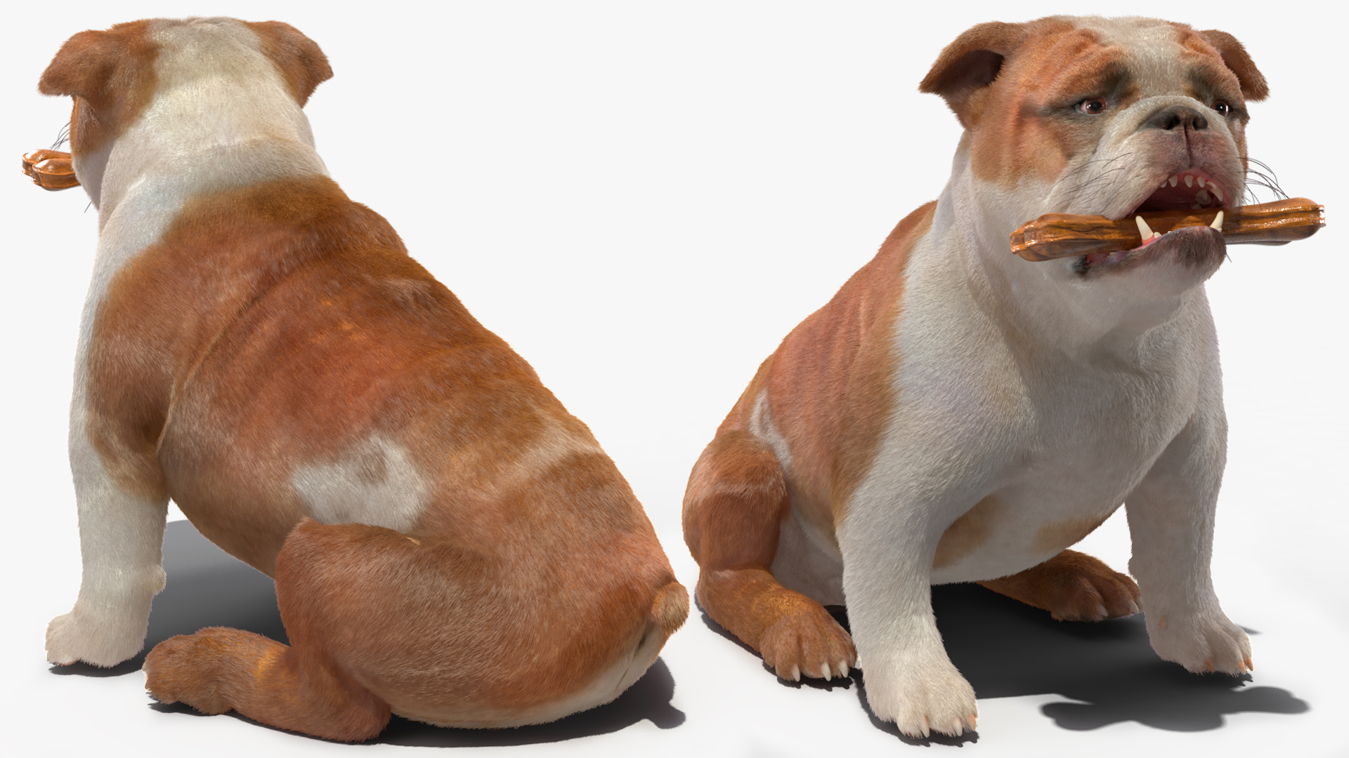 Bulldog with a Chewing Bone in His Mouth Fur 3D model