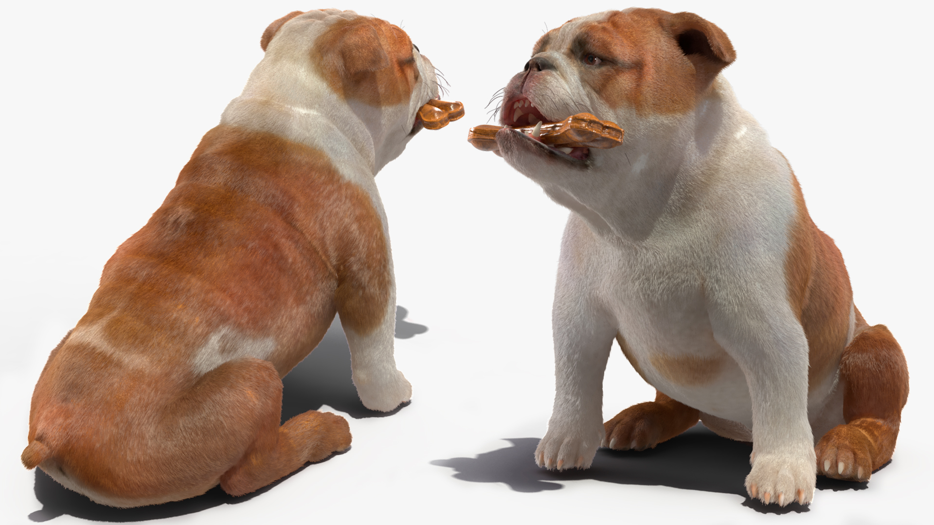 Bulldog with a Chewing Bone in His Mouth Fur 3D model