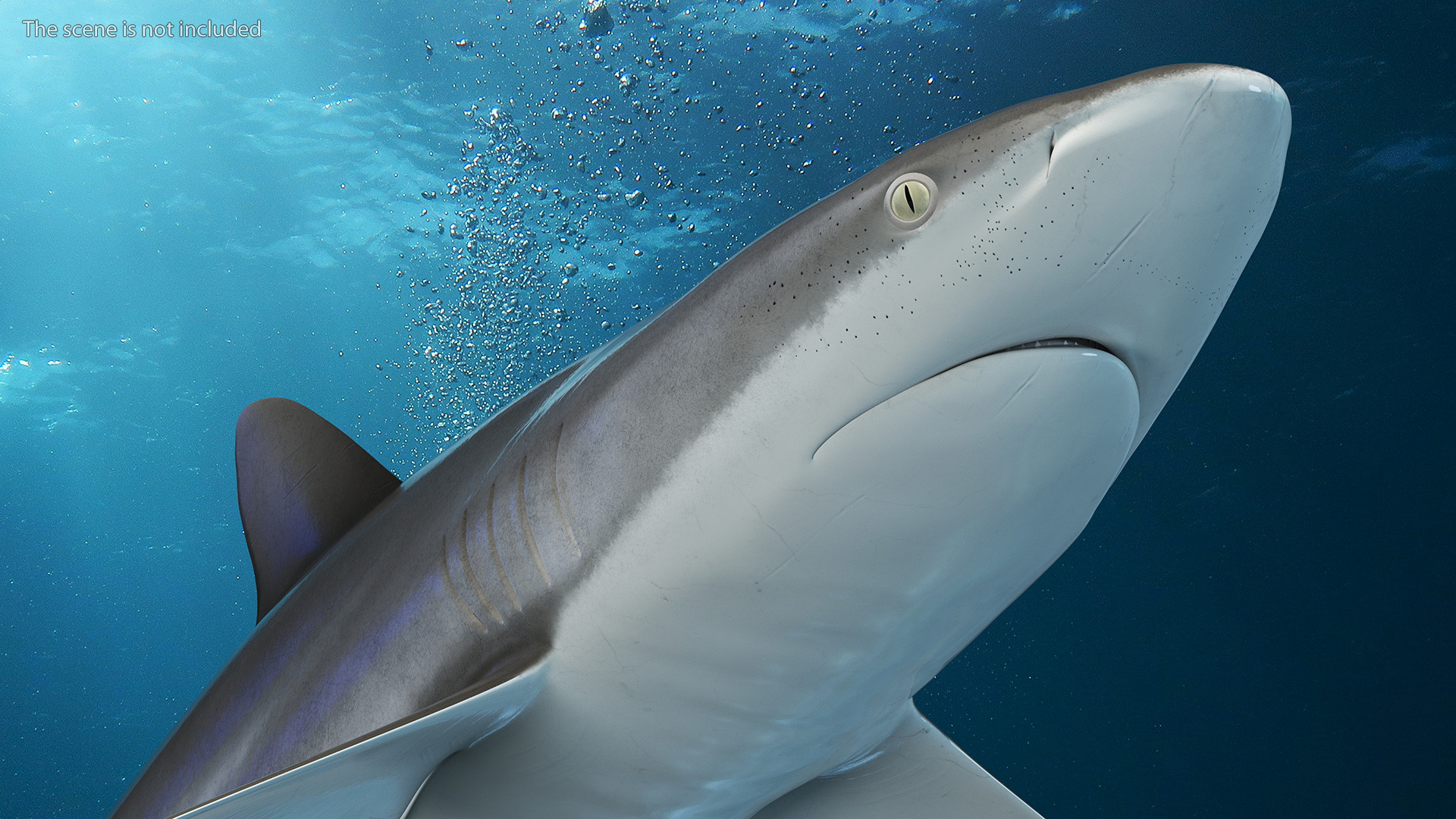 3D Realistic Silky Shark