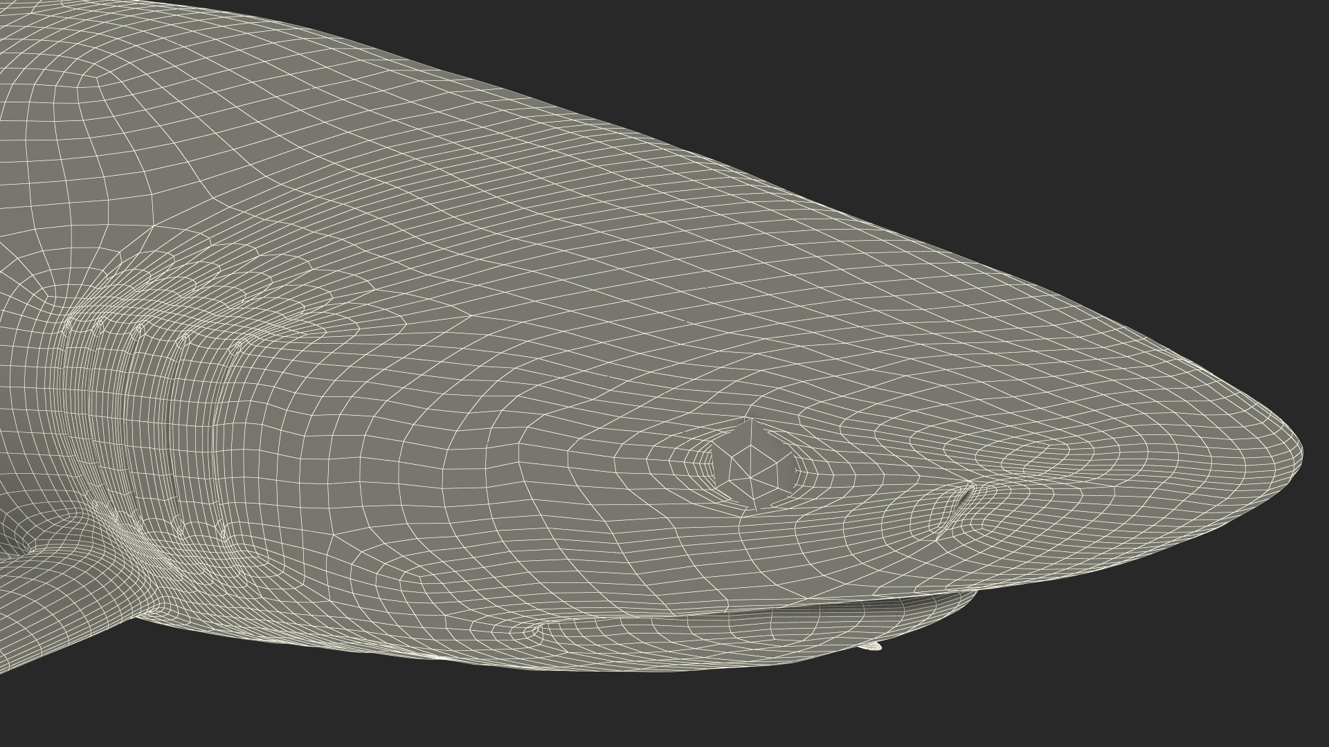 3D Realistic Silky Shark