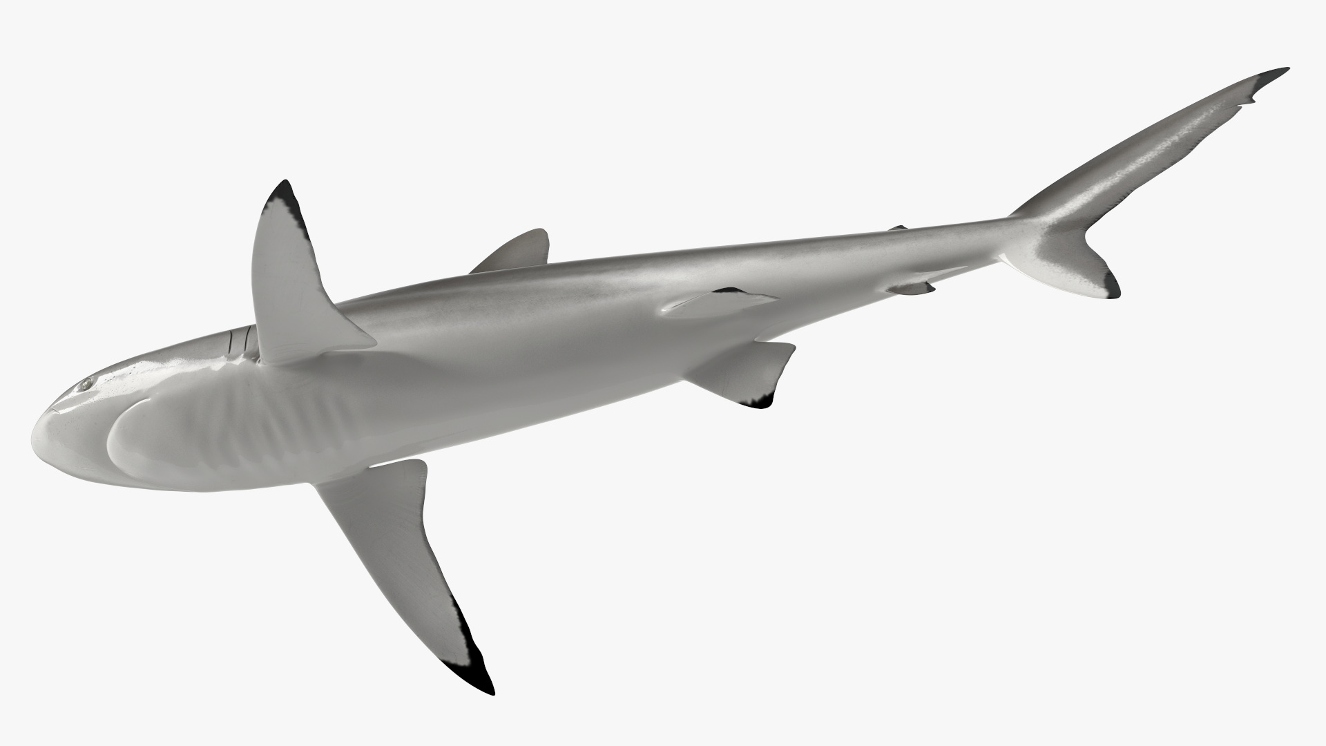3D Realistic Silky Shark