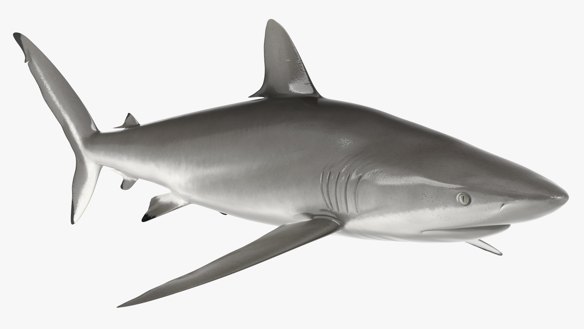 3D Realistic Silky Shark