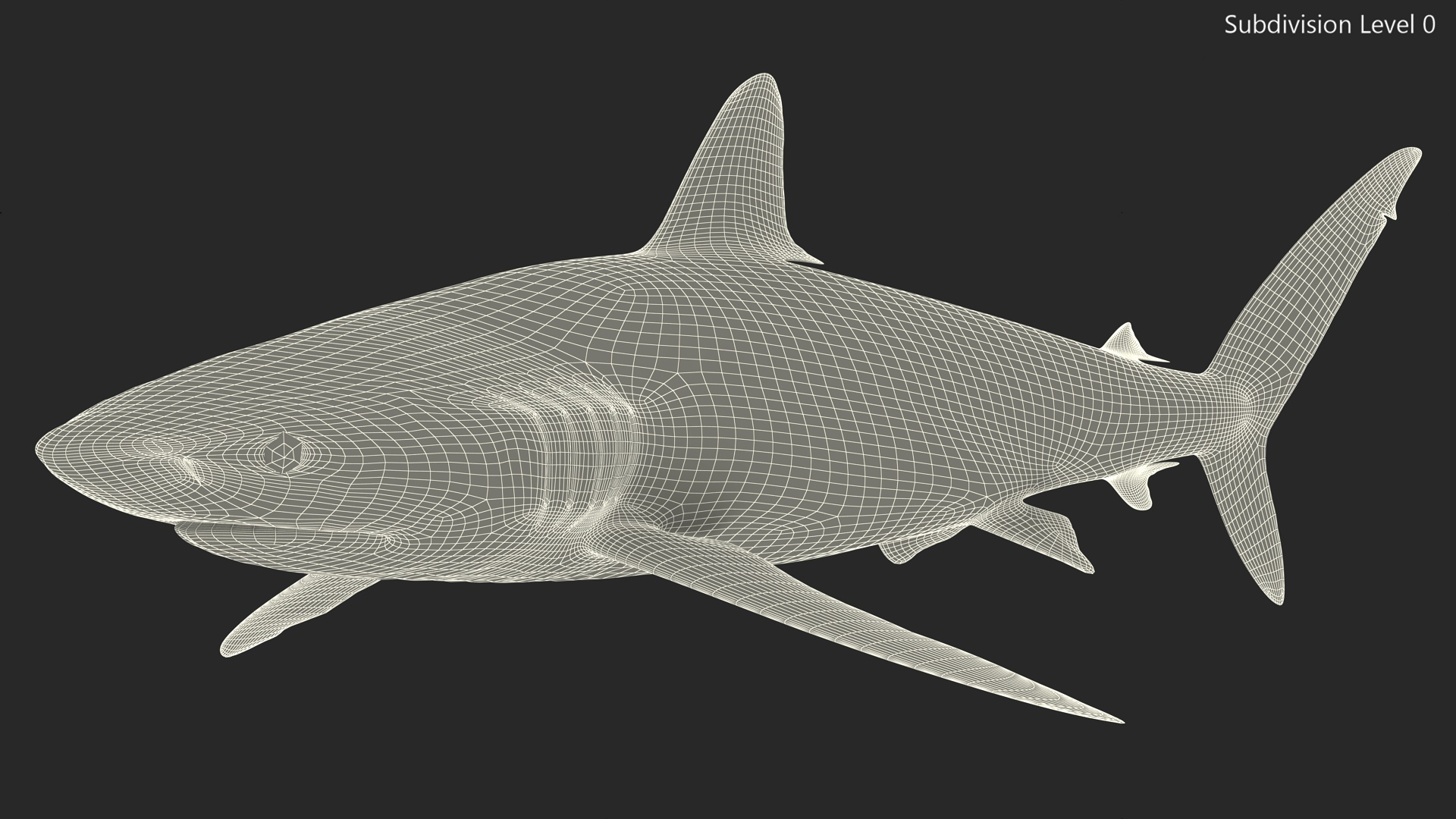 3D Realistic Silky Shark