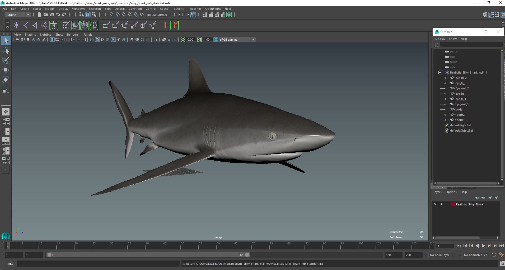 3D Realistic Silky Shark