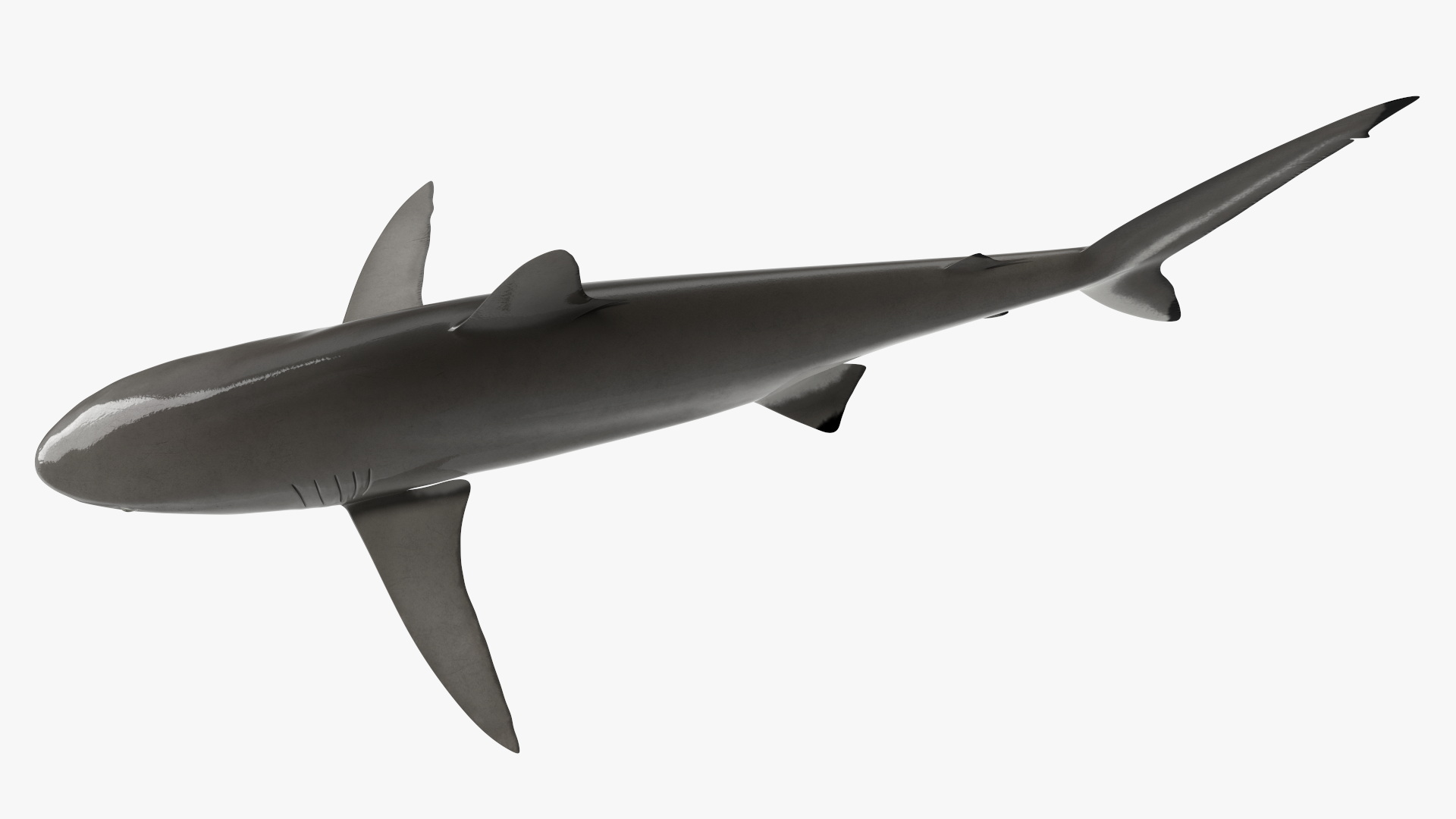 3D Realistic Silky Shark