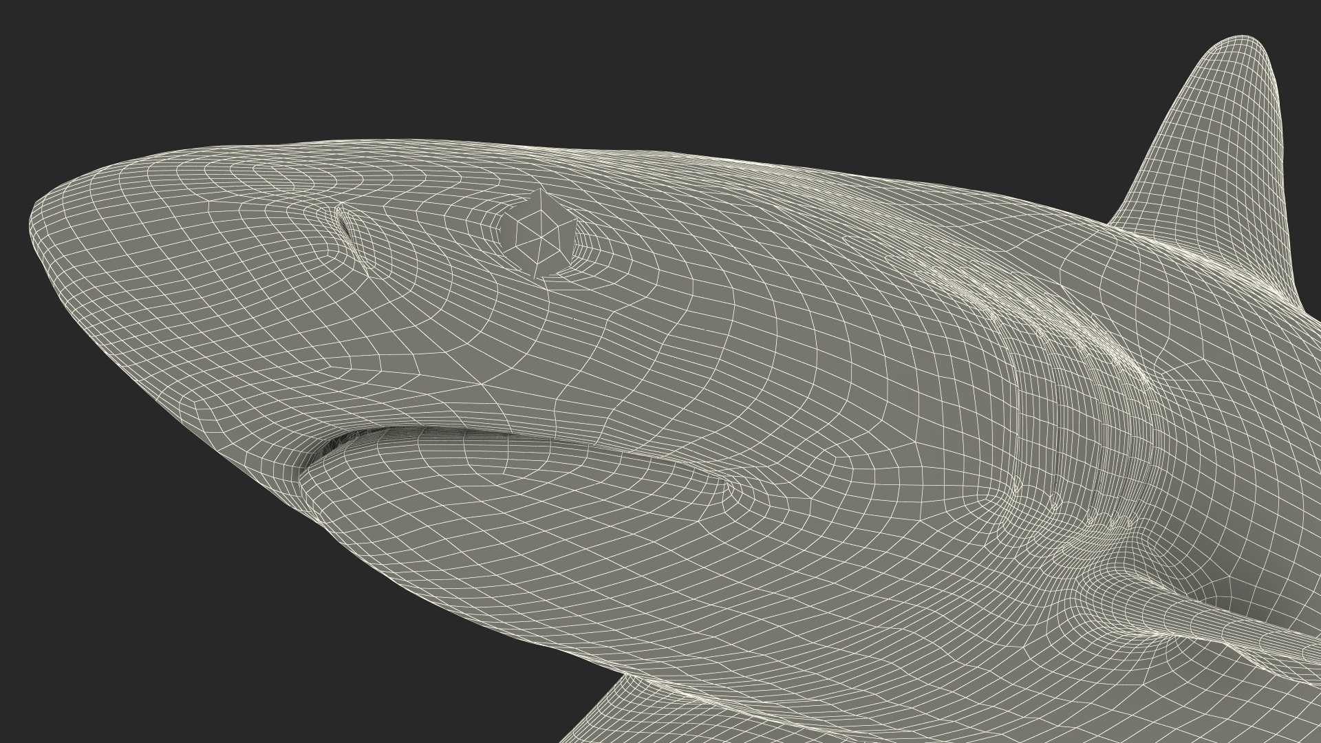 3D Realistic Silky Shark