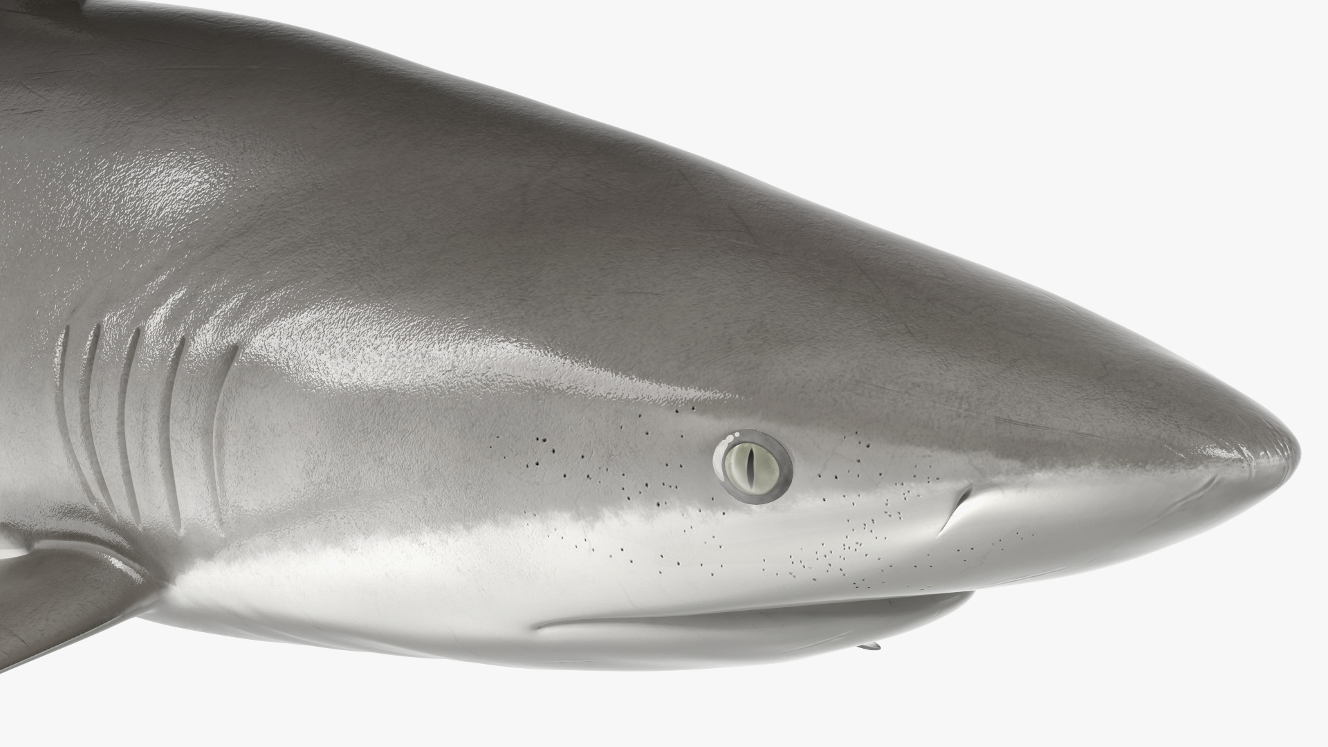 3D Realistic Silky Shark