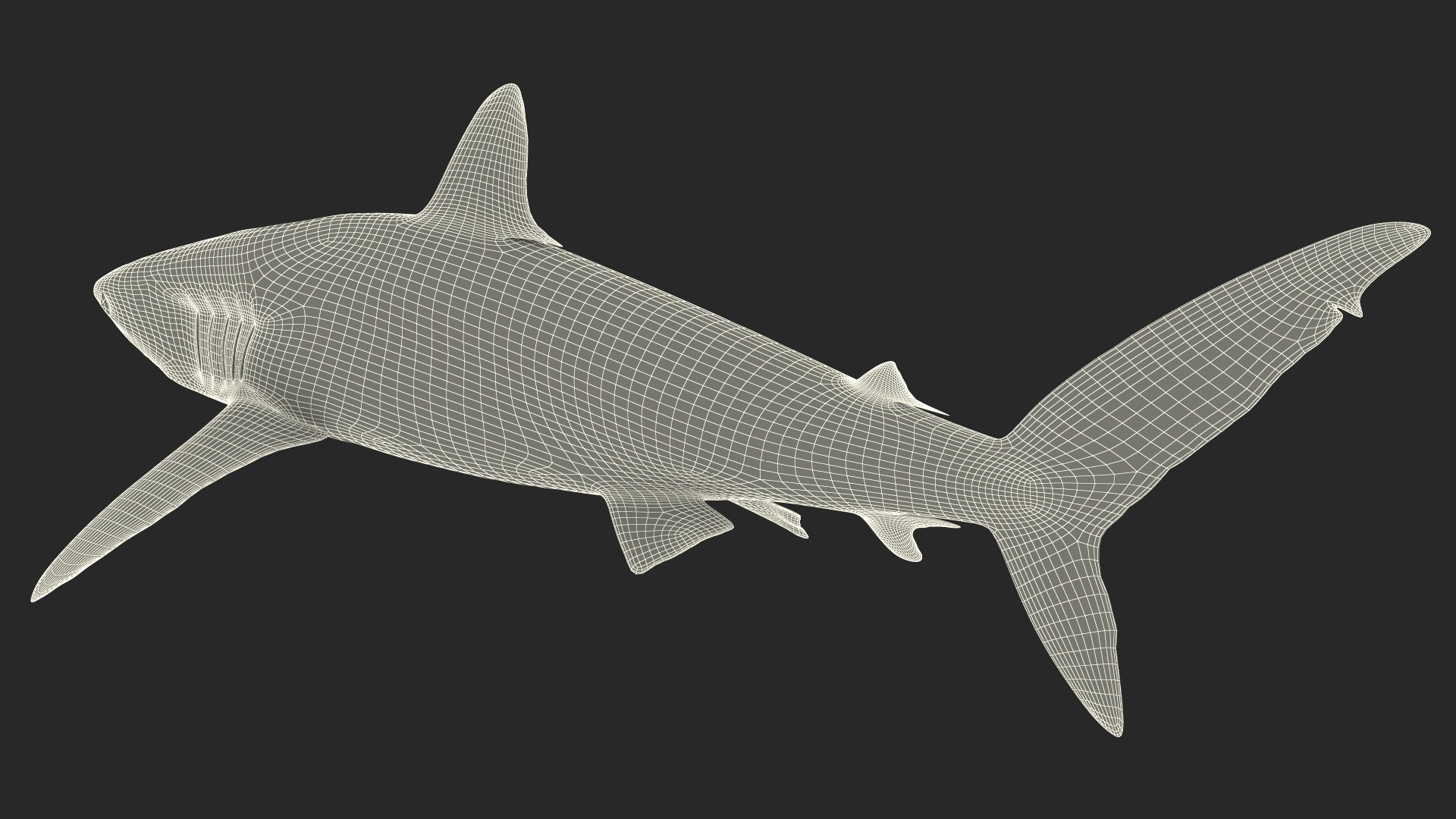 3D Realistic Silky Shark