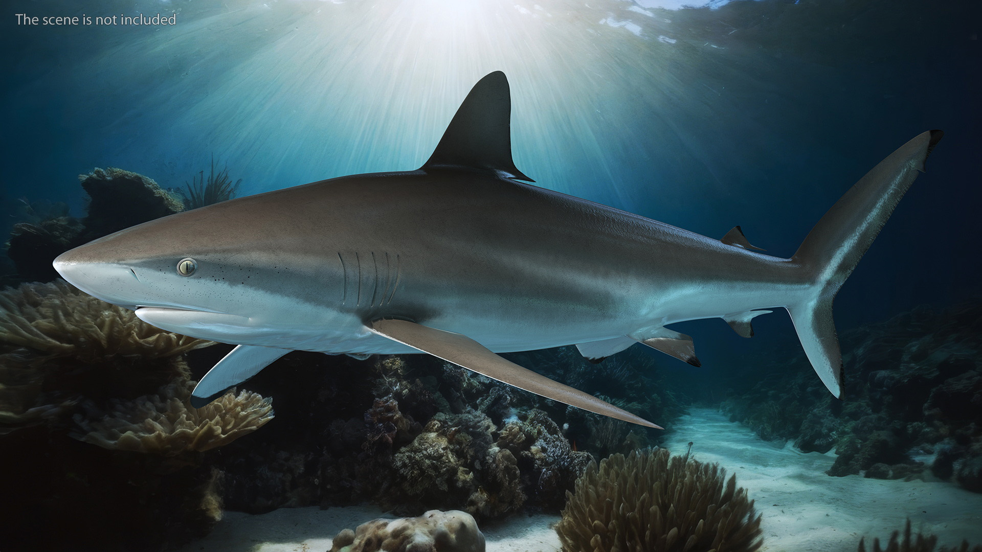 3D Realistic Silky Shark