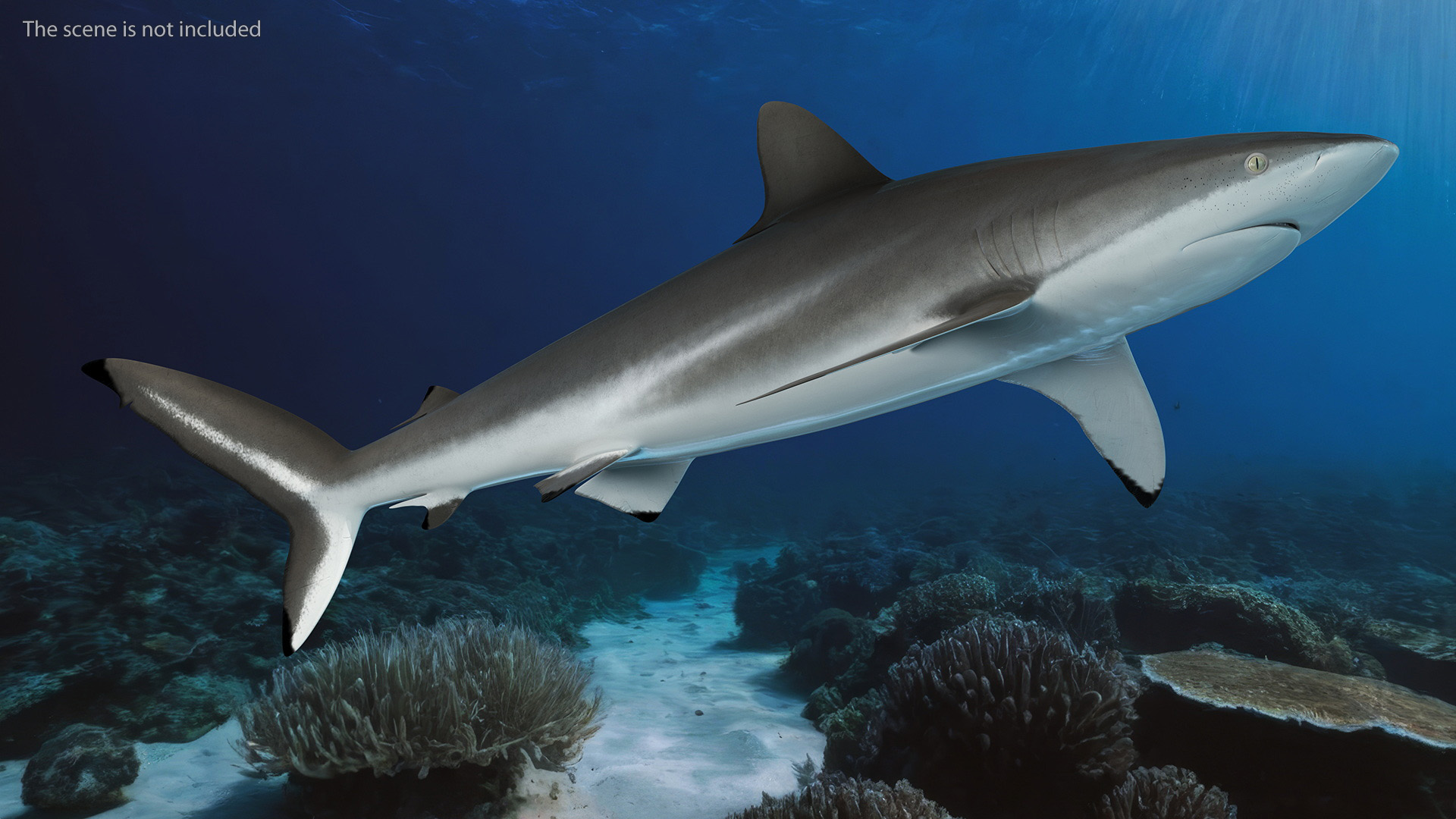 3D Realistic Silky Shark