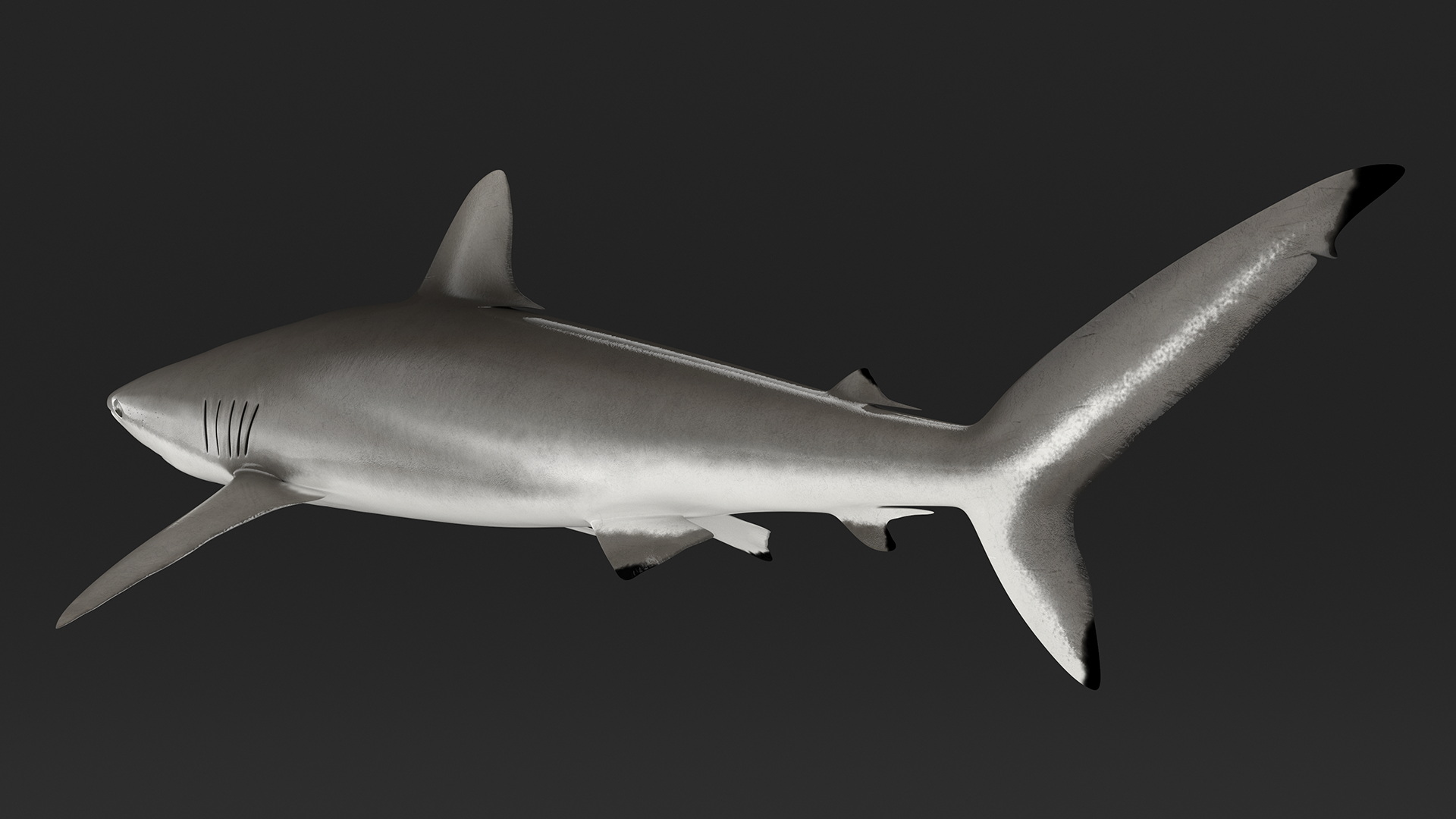 3D Realistic Silky Shark