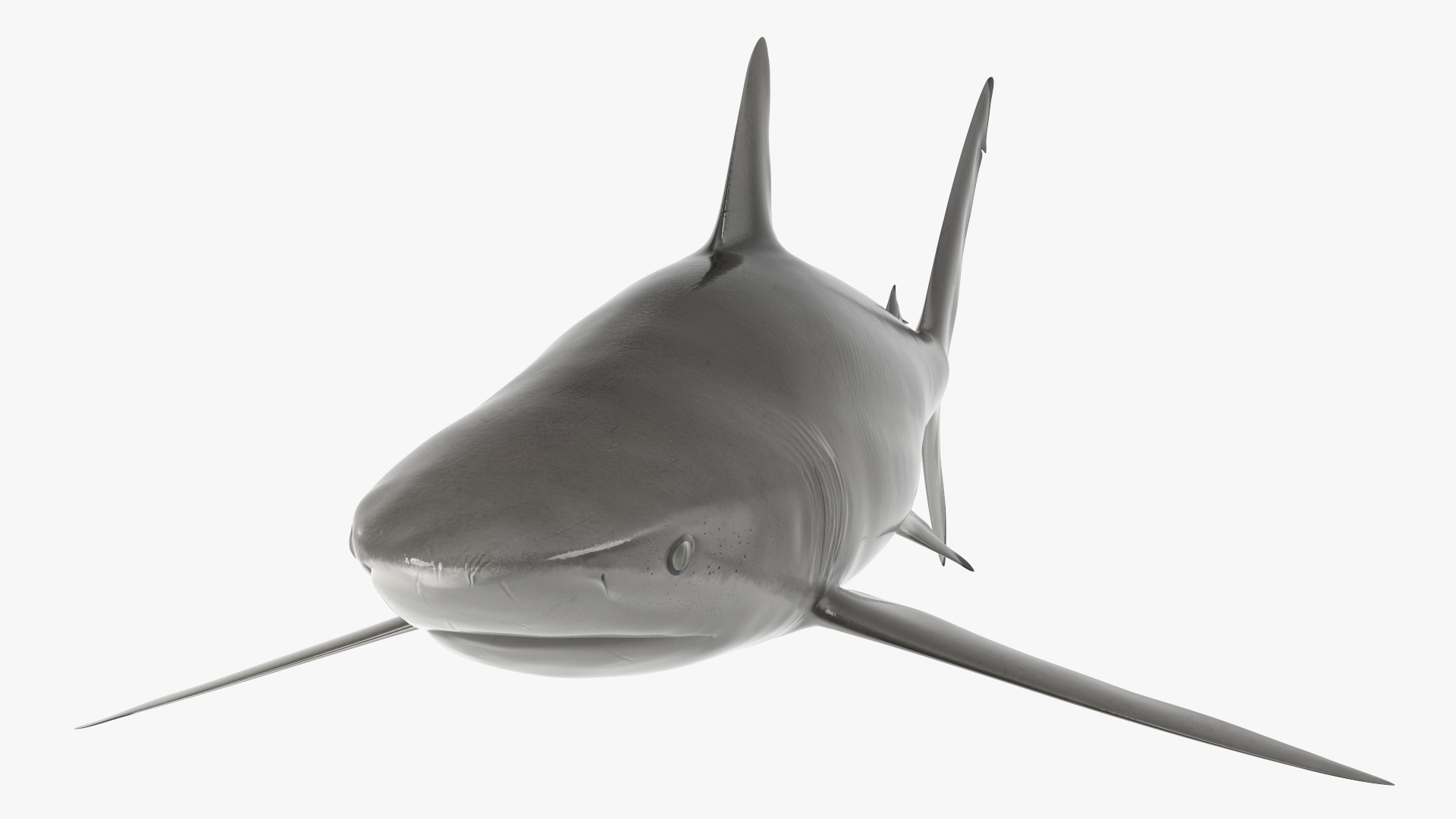 3D Realistic Silky Shark