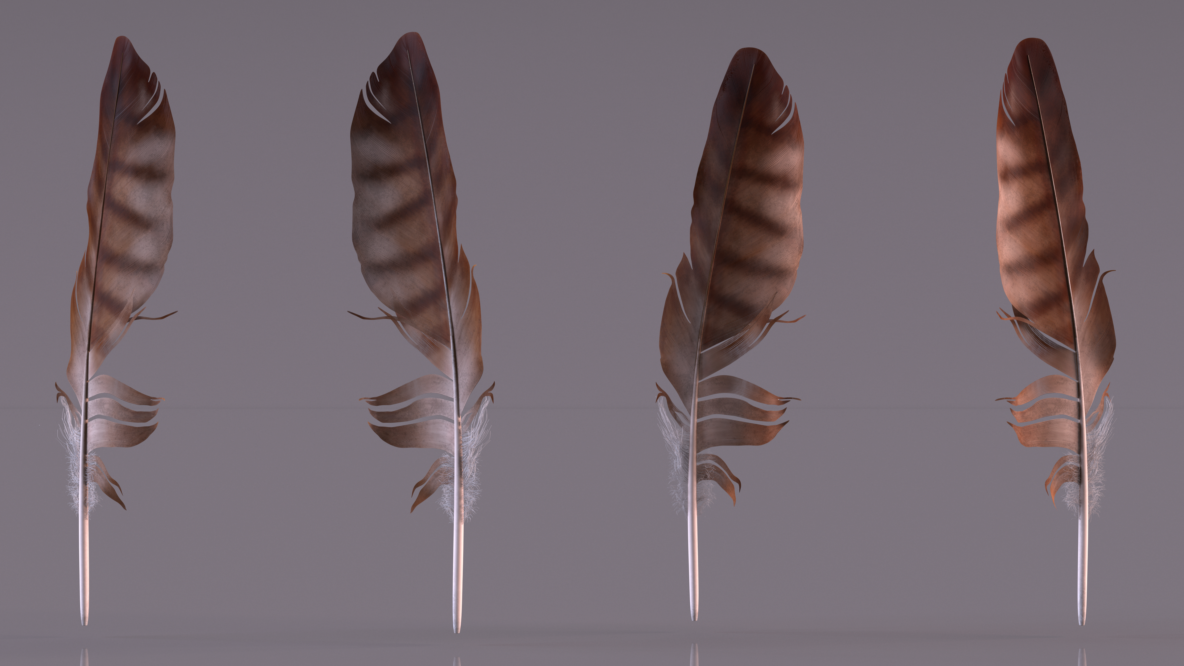 3D Eagle Feather model
