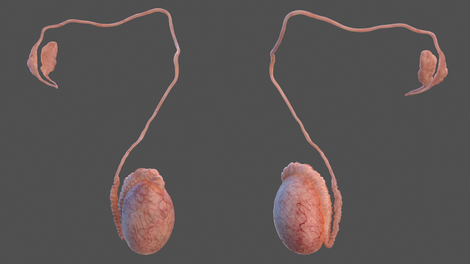 Male Testes Anatomy 3D model