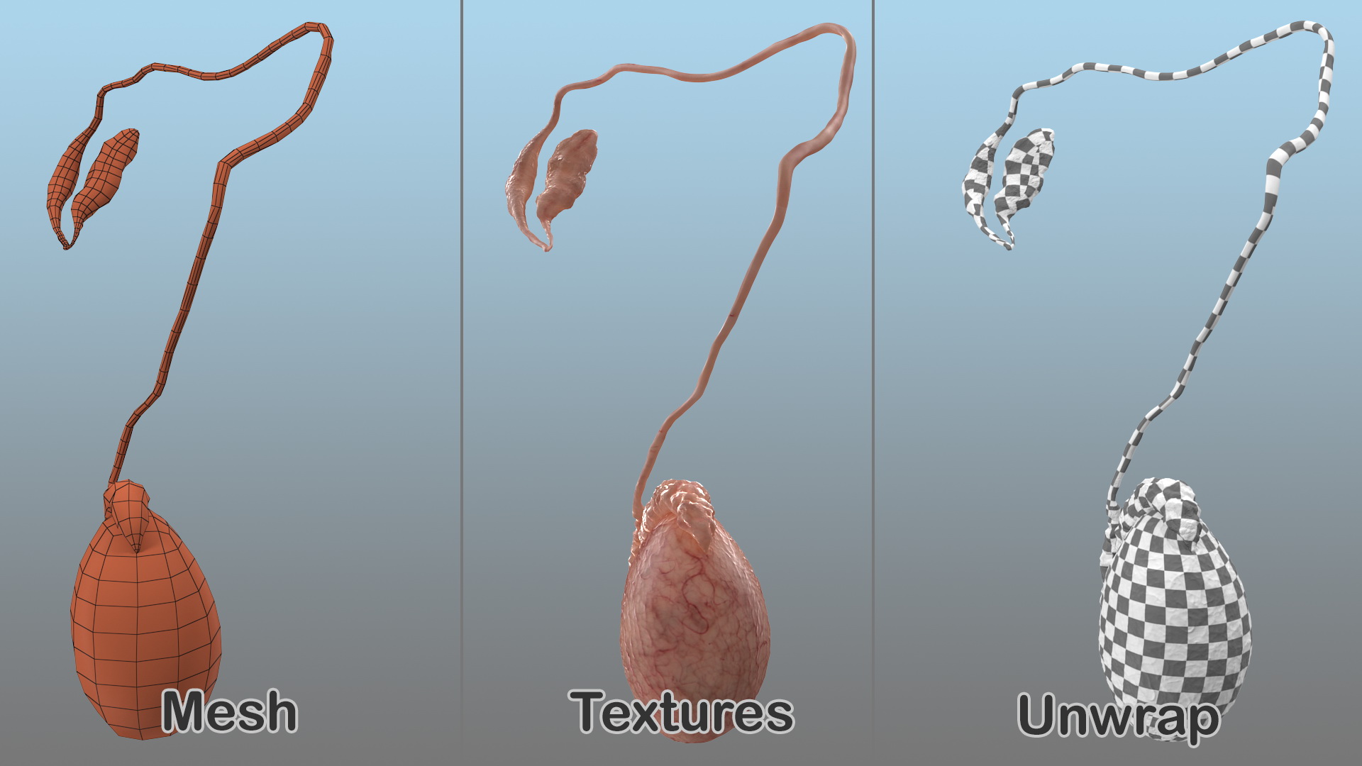 Male Testes Anatomy 3D model