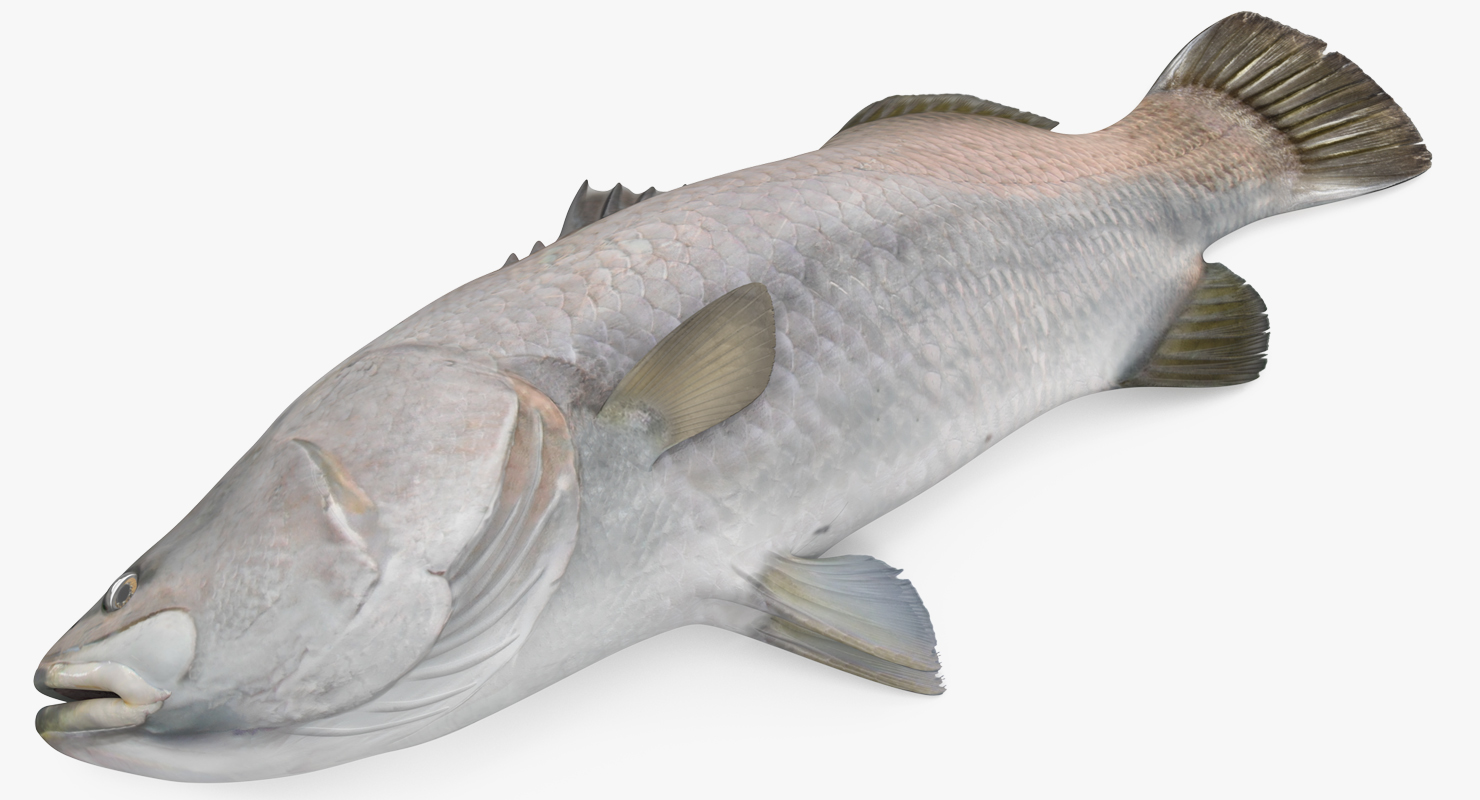 3D model Asian Sea Bass Fish Lying