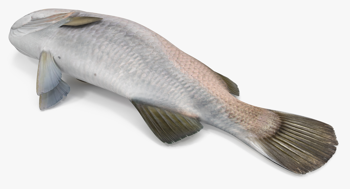 3D model Asian Sea Bass Fish Lying