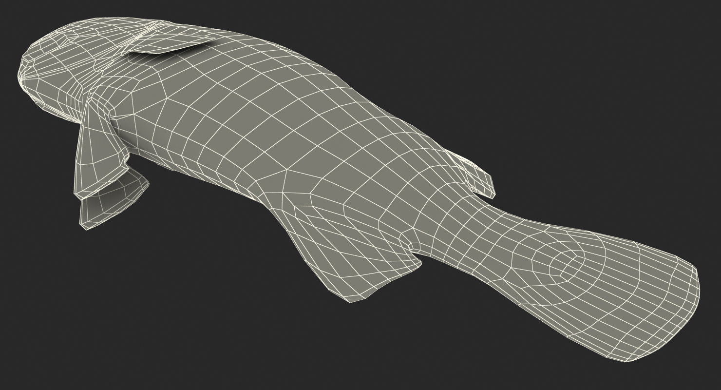 3D model Asian Sea Bass Fish Lying