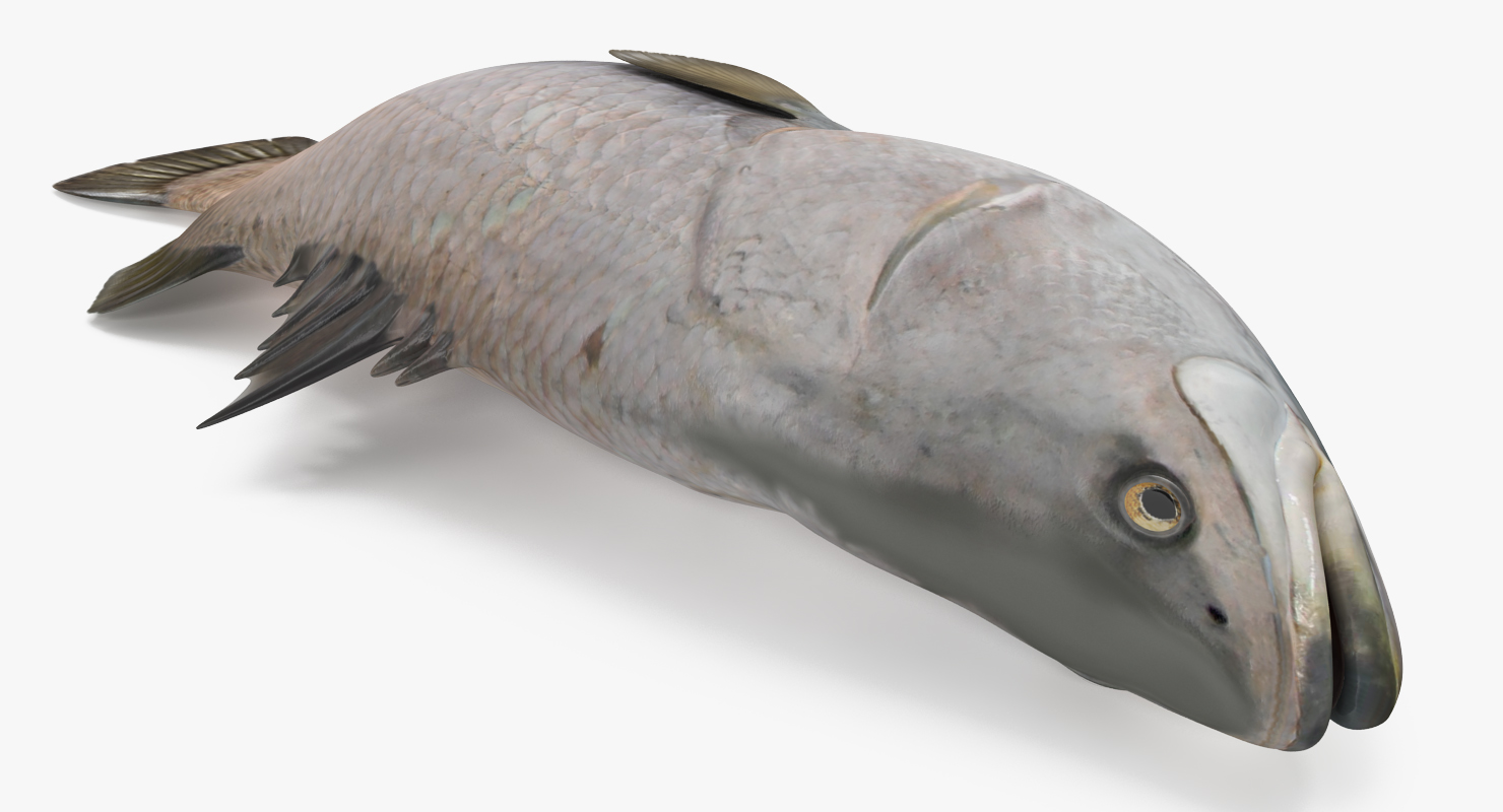 3D model Asian Sea Bass Fish Lying