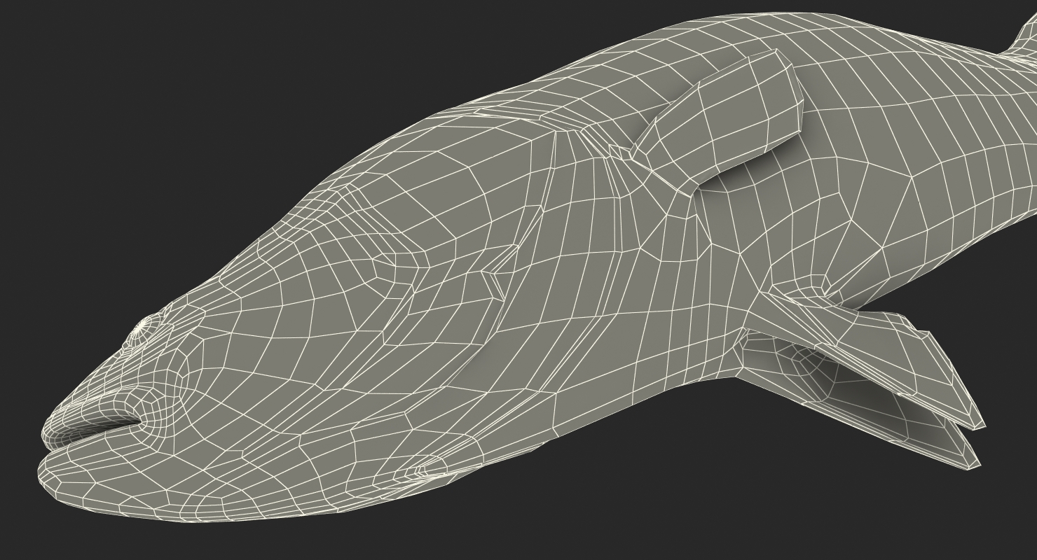 3D model Asian Sea Bass Fish Lying
