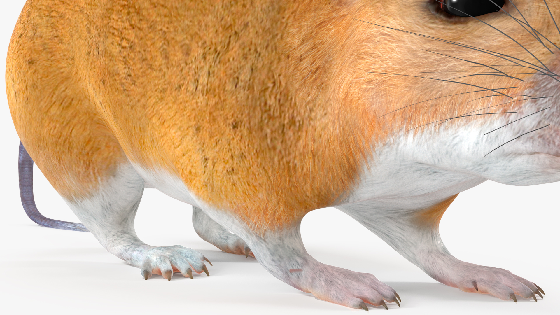 3D model Kakadu Pebble-mound Mouse Idle Pose