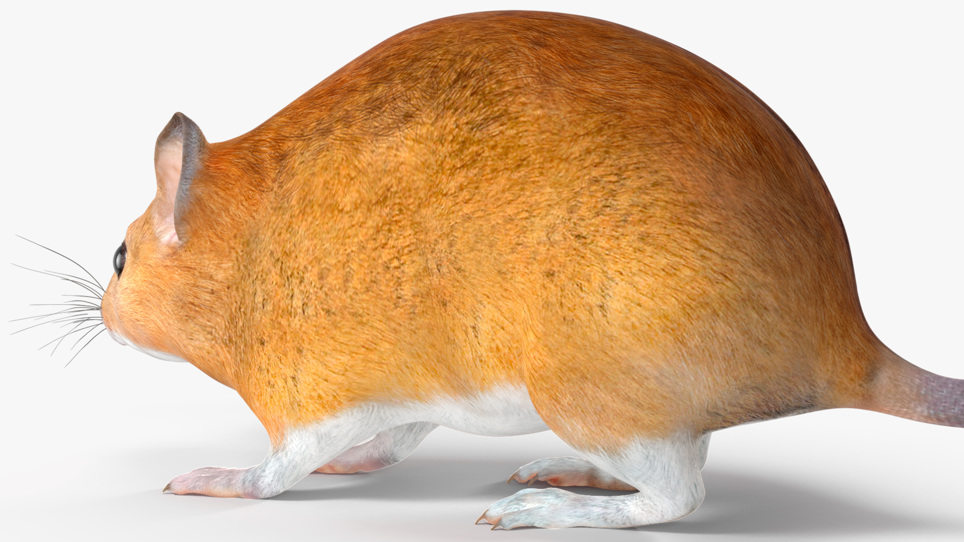 3D model Kakadu Pebble-mound Mouse Idle Pose