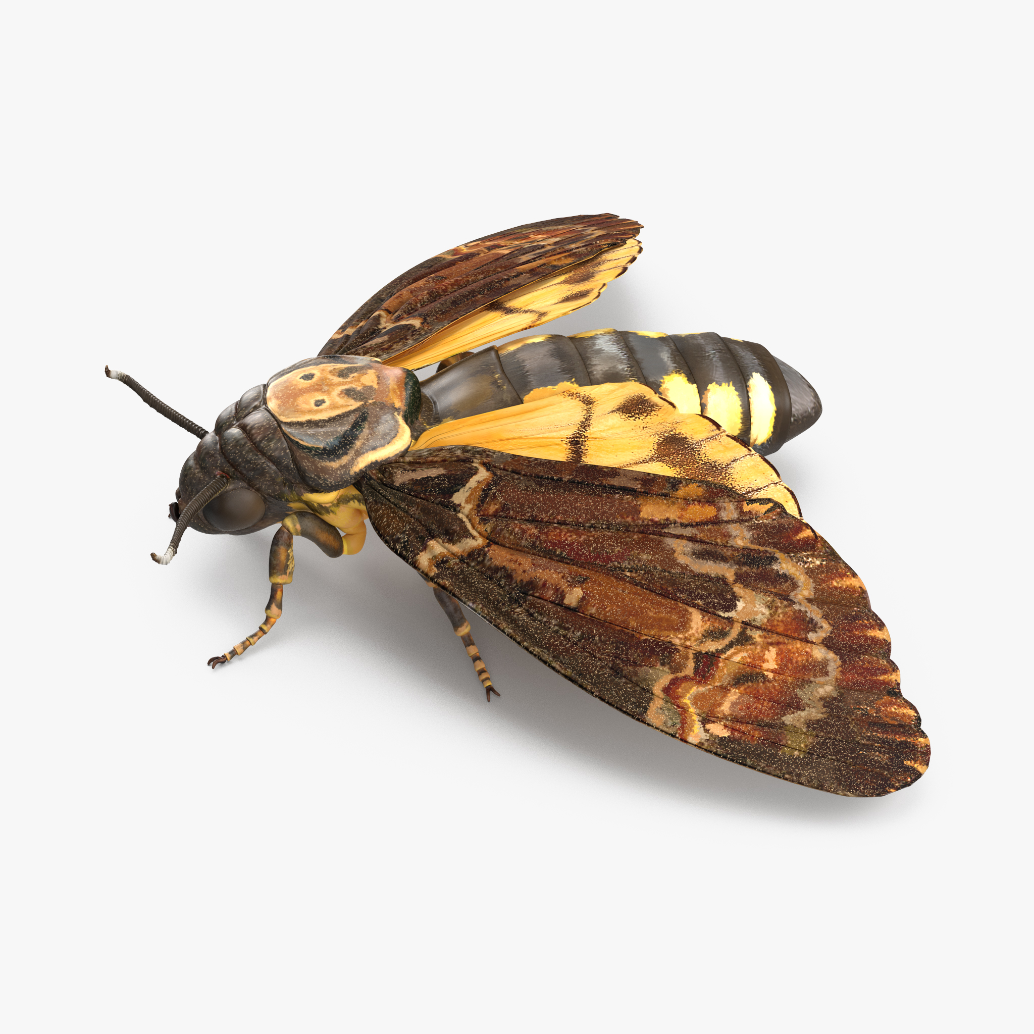 Deaths Head Hawkmoth, view 11