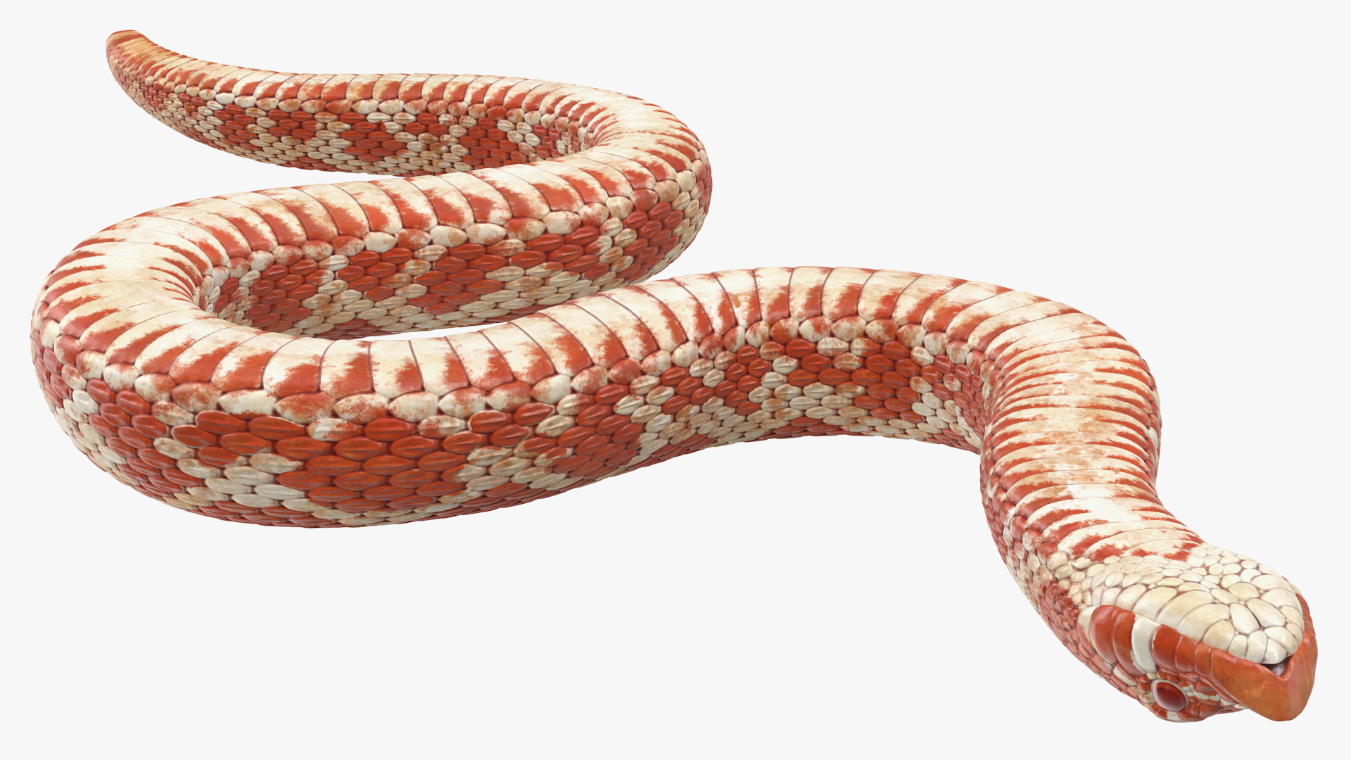 3D Red Hognose Snake Crawling Pose
