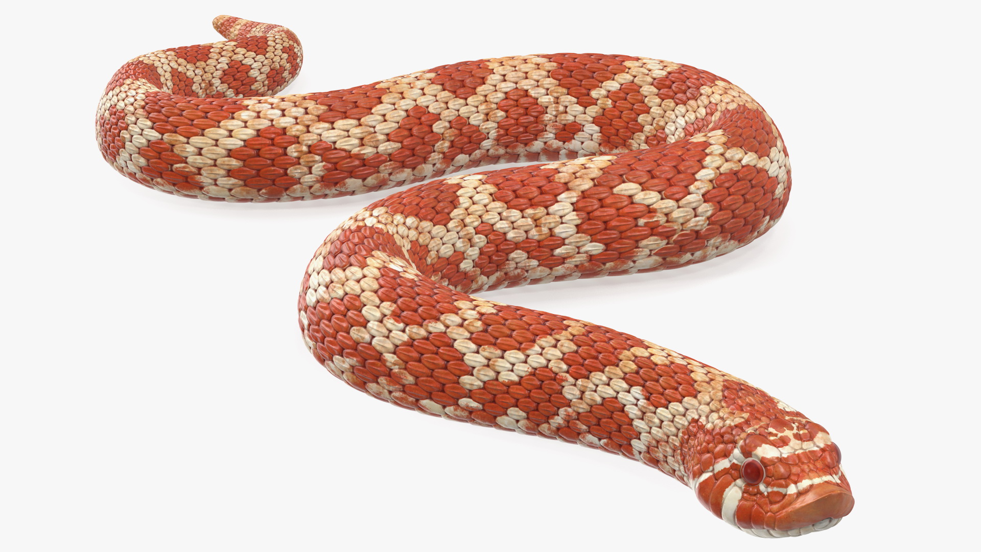 3D Red Hognose Snake Crawling Pose