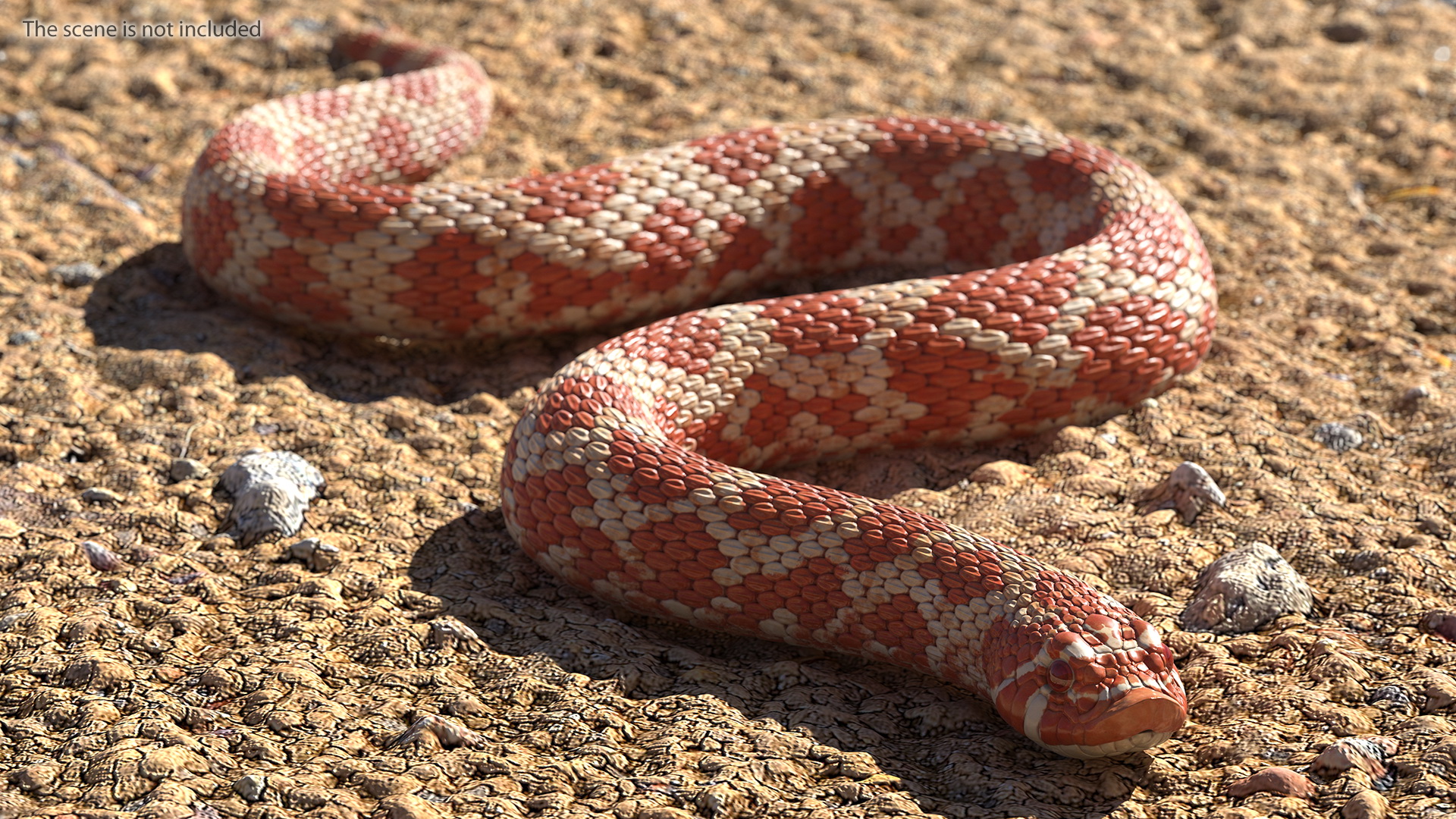 3D Red Hognose Snake Crawling Pose