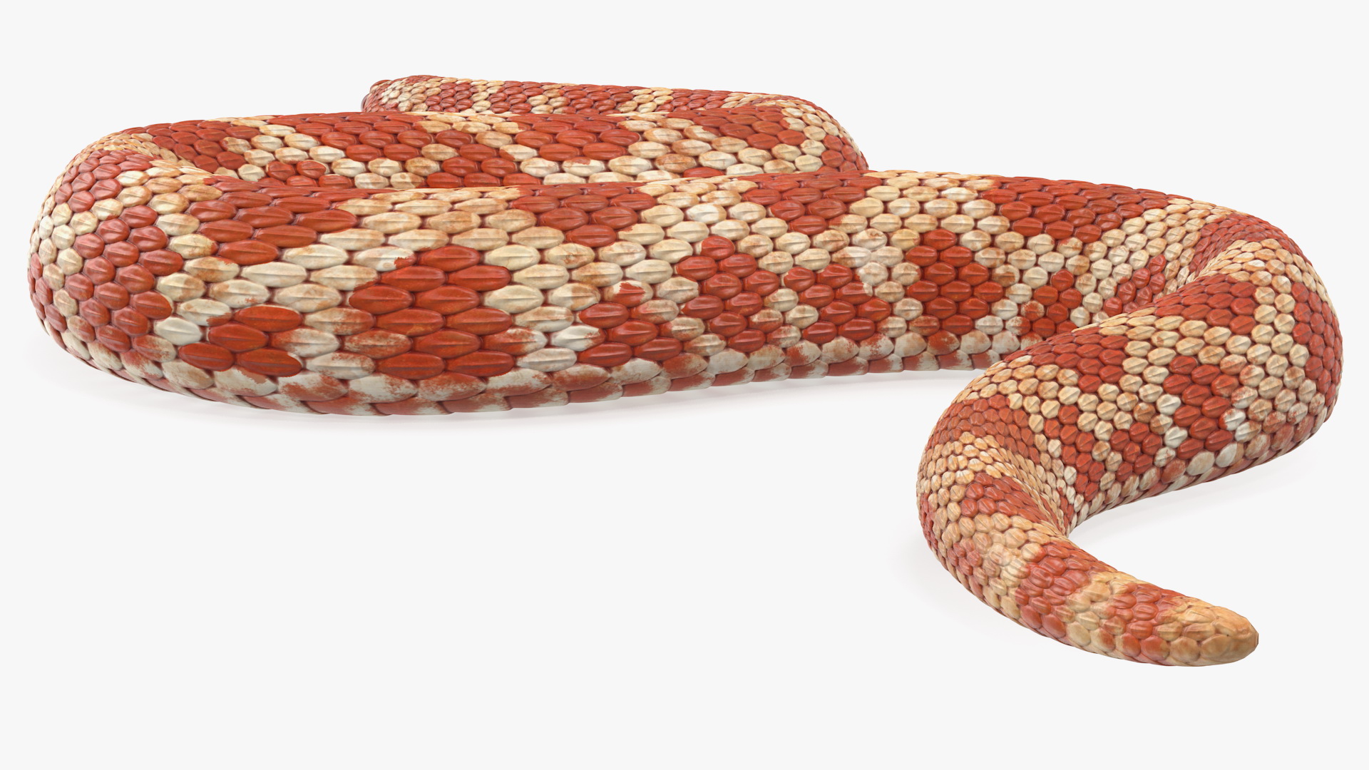 3D Red Hognose Snake Crawling Pose