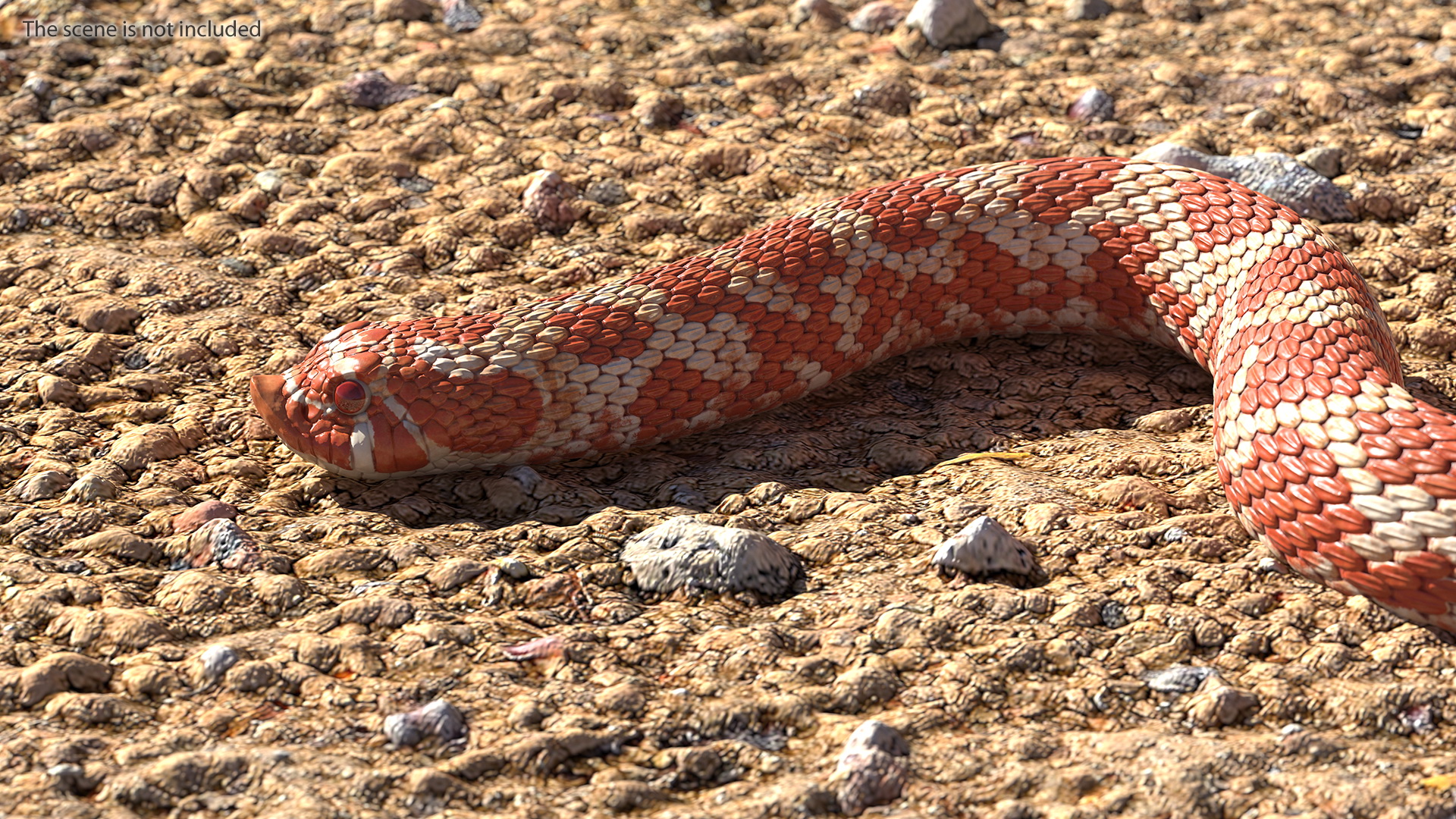 3D Red Hognose Snake Crawling Pose