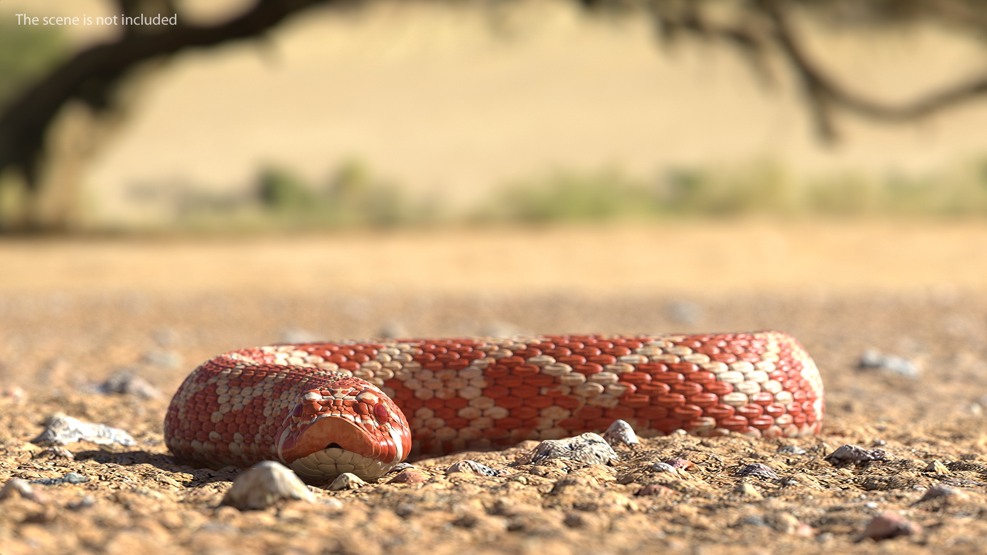 3D Red Hognose Snake Crawling Pose
