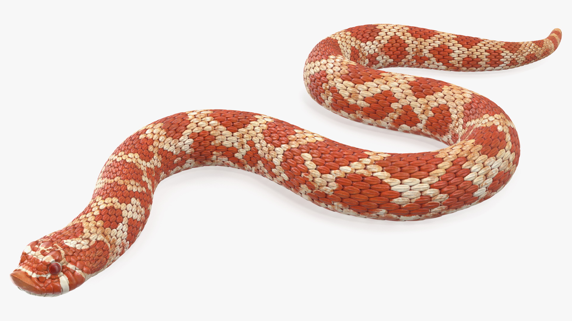 3D Red Hognose Snake Crawling Pose