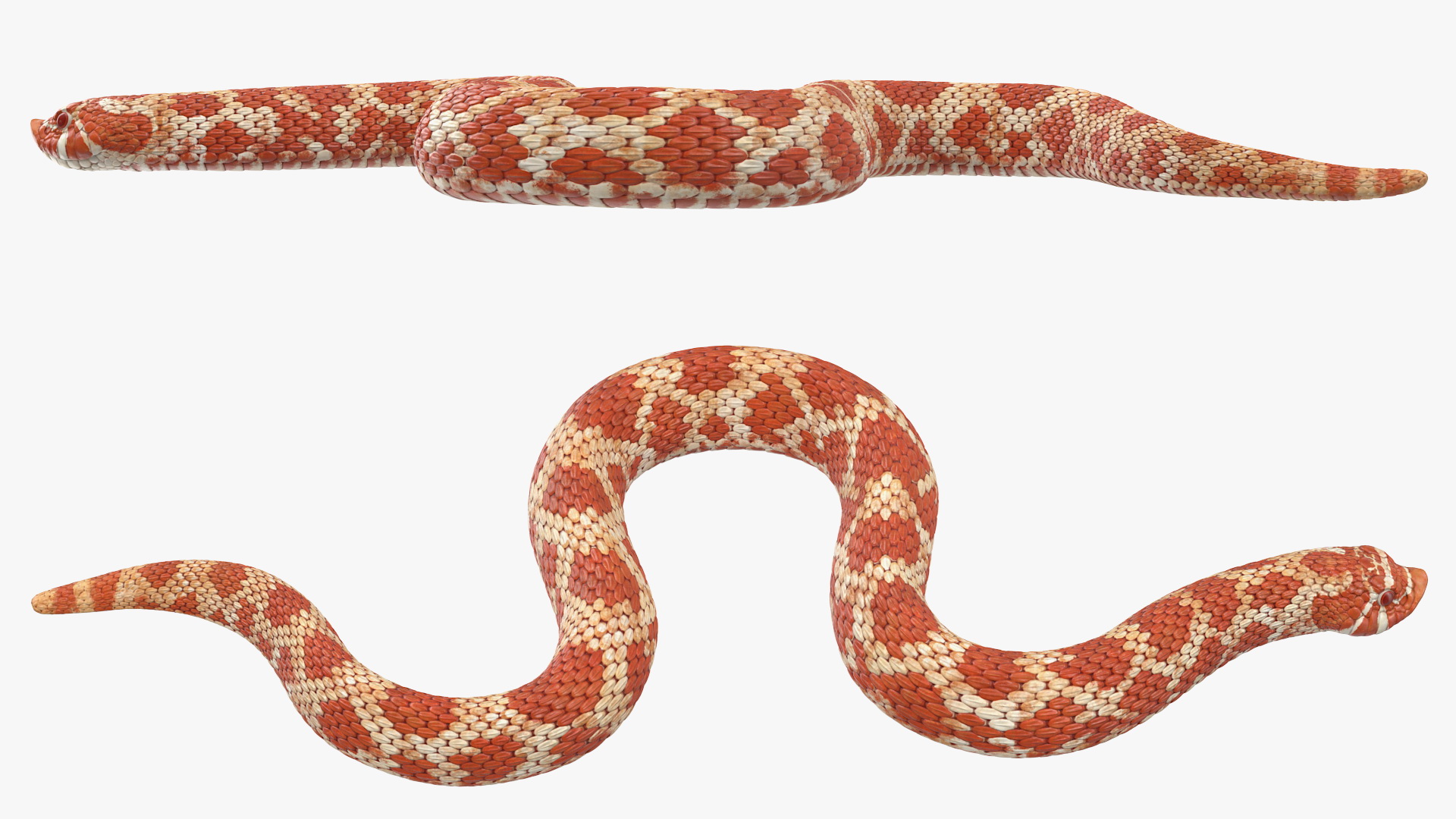 3D Red Hognose Snake Crawling Pose