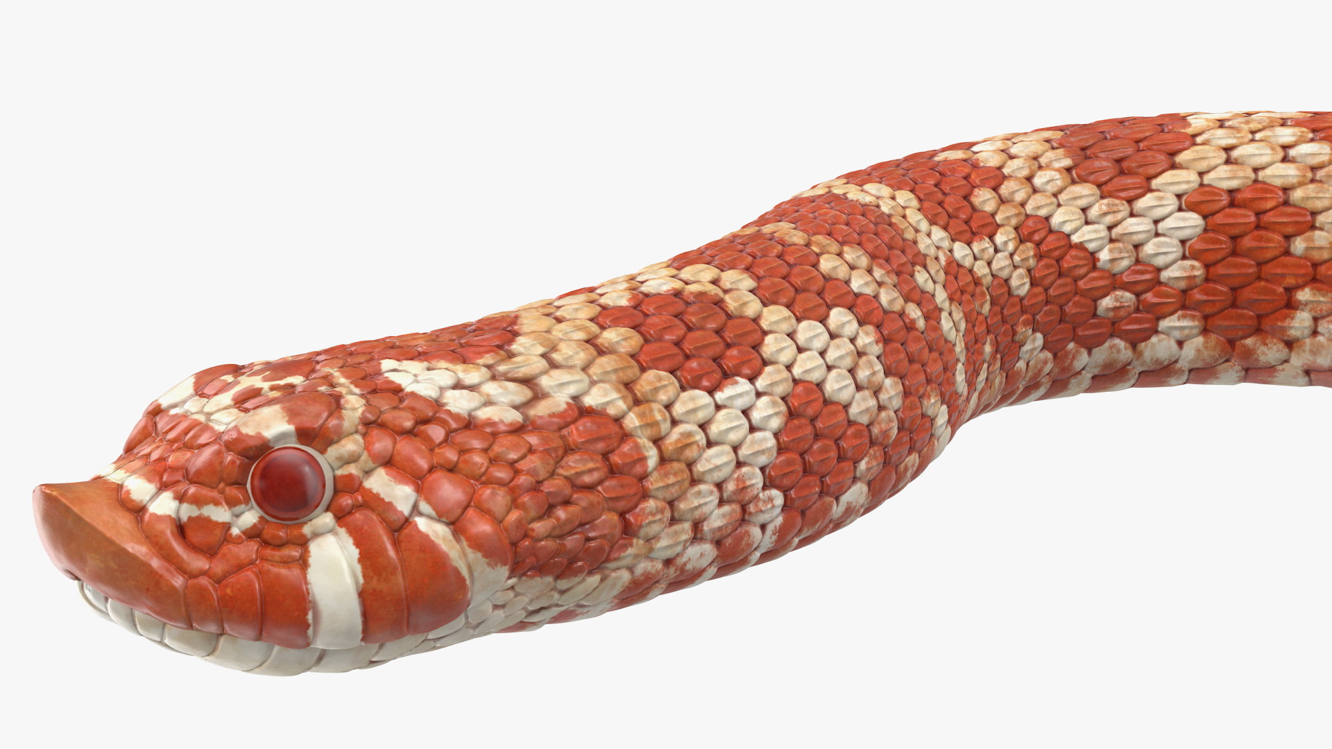 3D Red Hognose Snake Crawling Pose