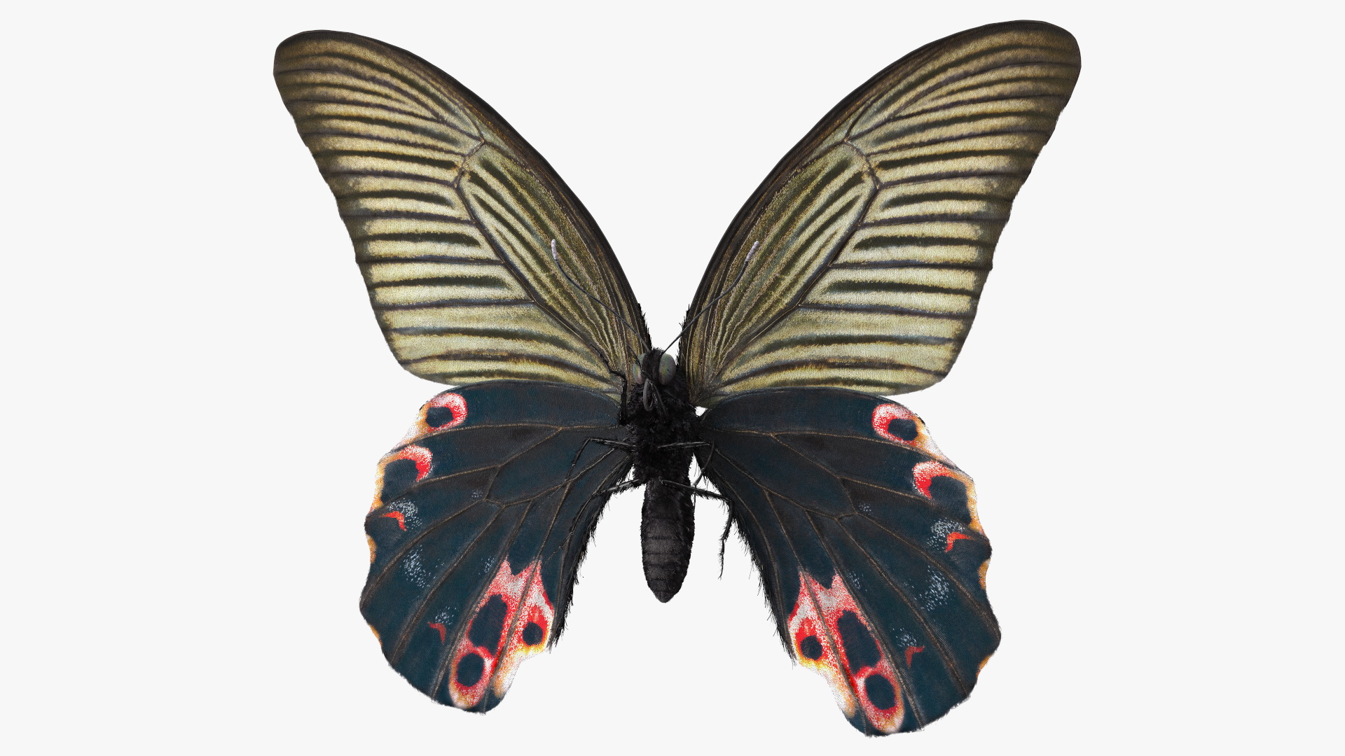 Papilio Protenor Butterfly Female Fur 3D