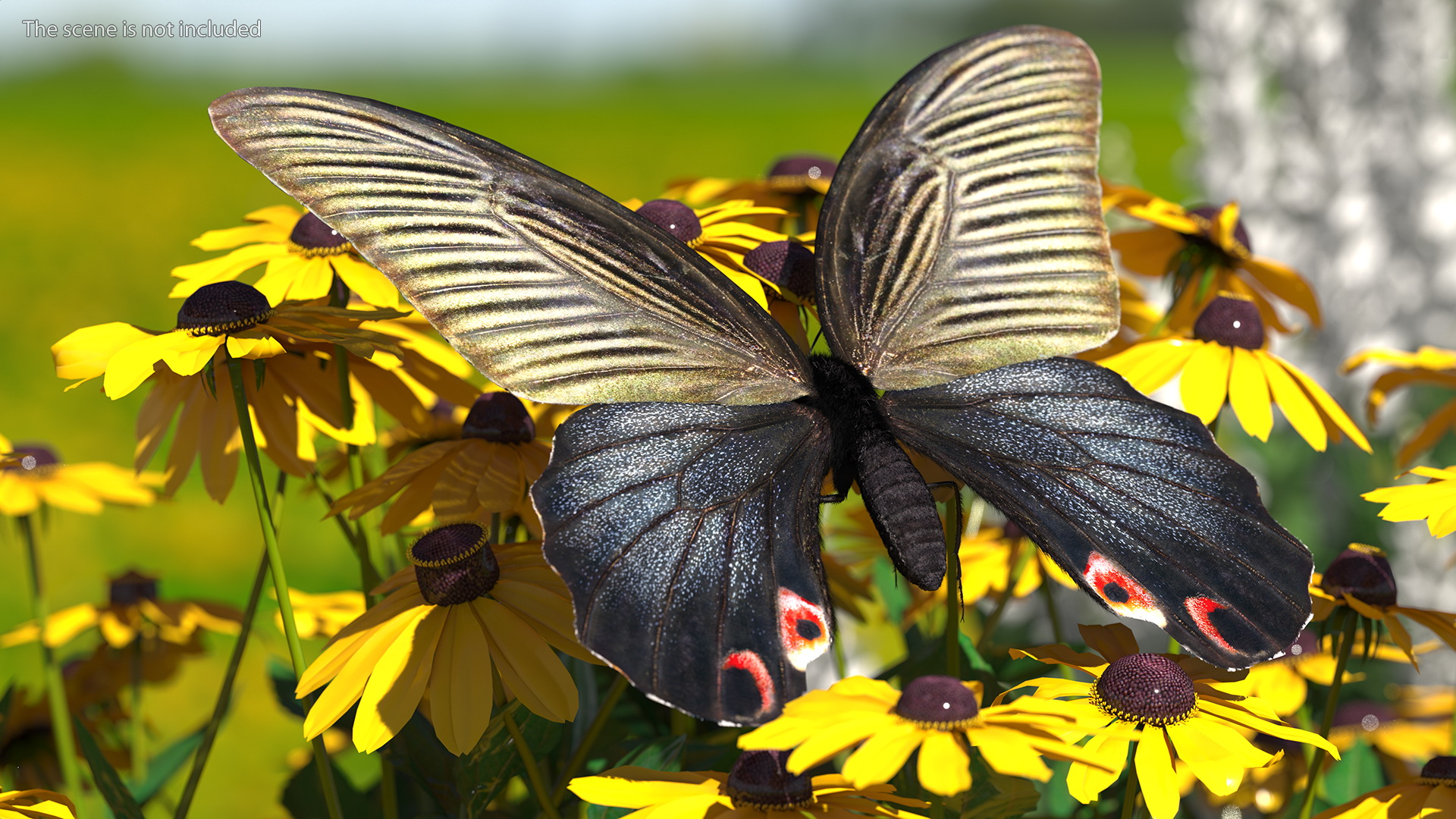 Papilio Protenor Butterfly Female Fur 3D