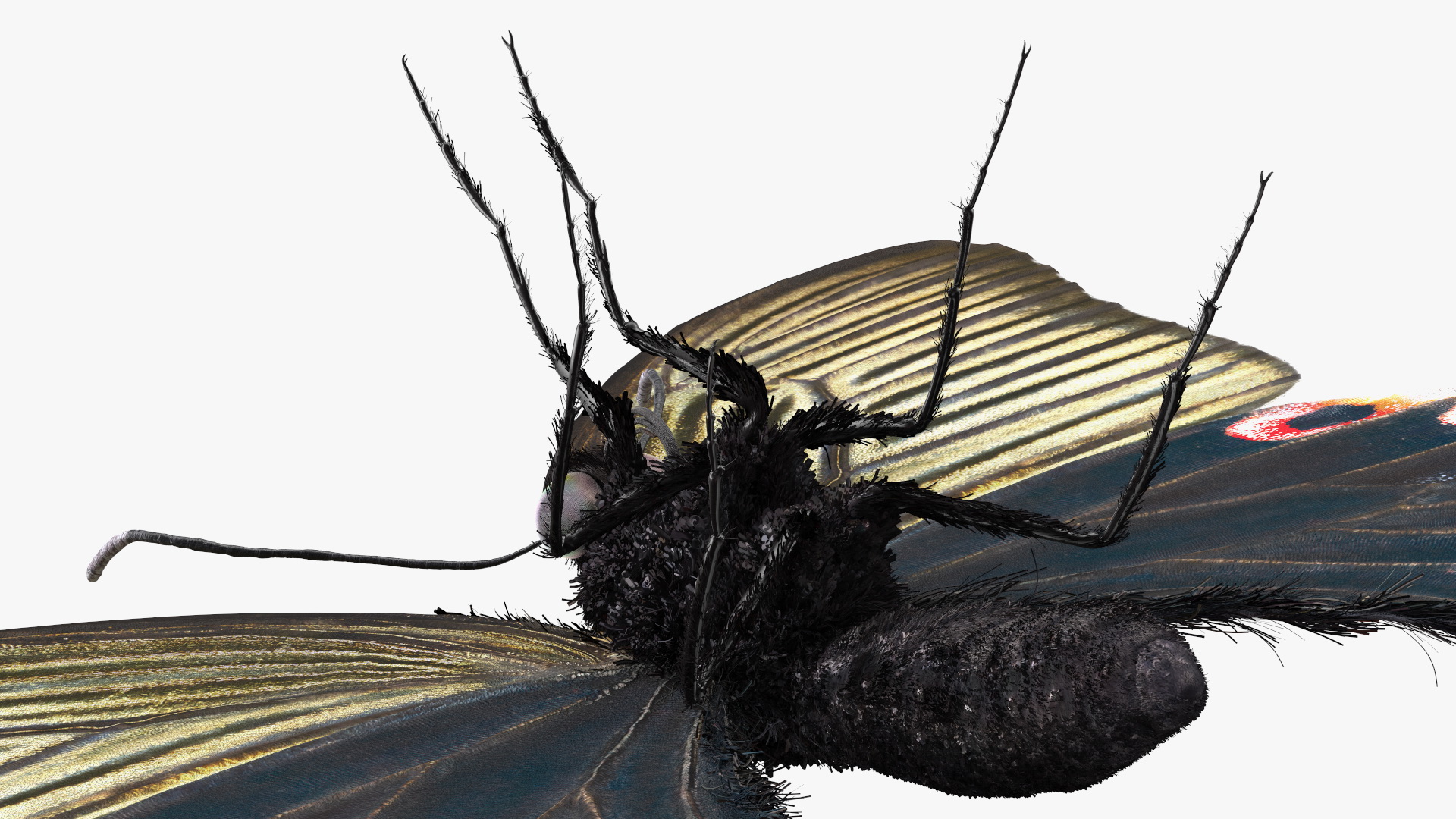 Papilio Protenor Butterfly Female Fur 3D