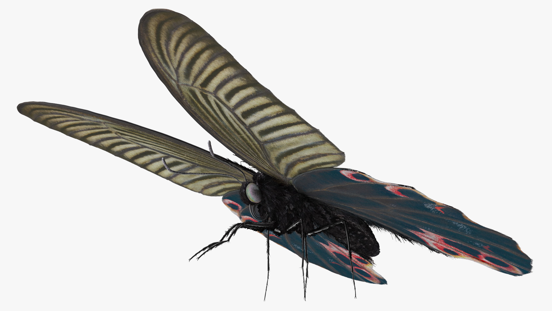 Papilio Protenor Butterfly Female Fur 3D