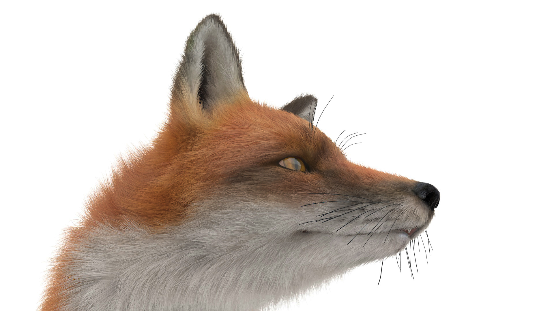 Wild Fox Idle Pose Fur 3D